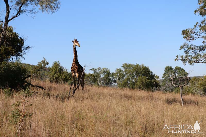 Giraffe