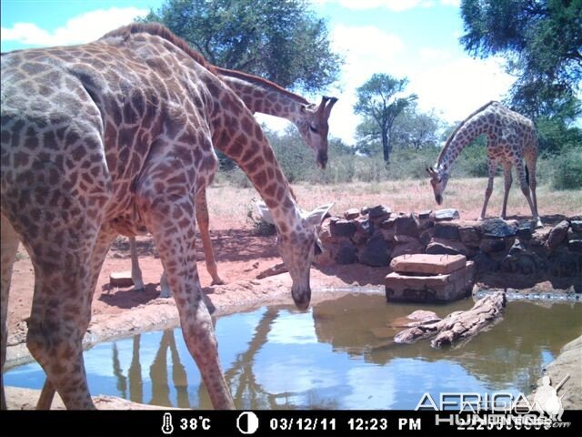 Giraffes at Tally Ho Game Ranch South Africa