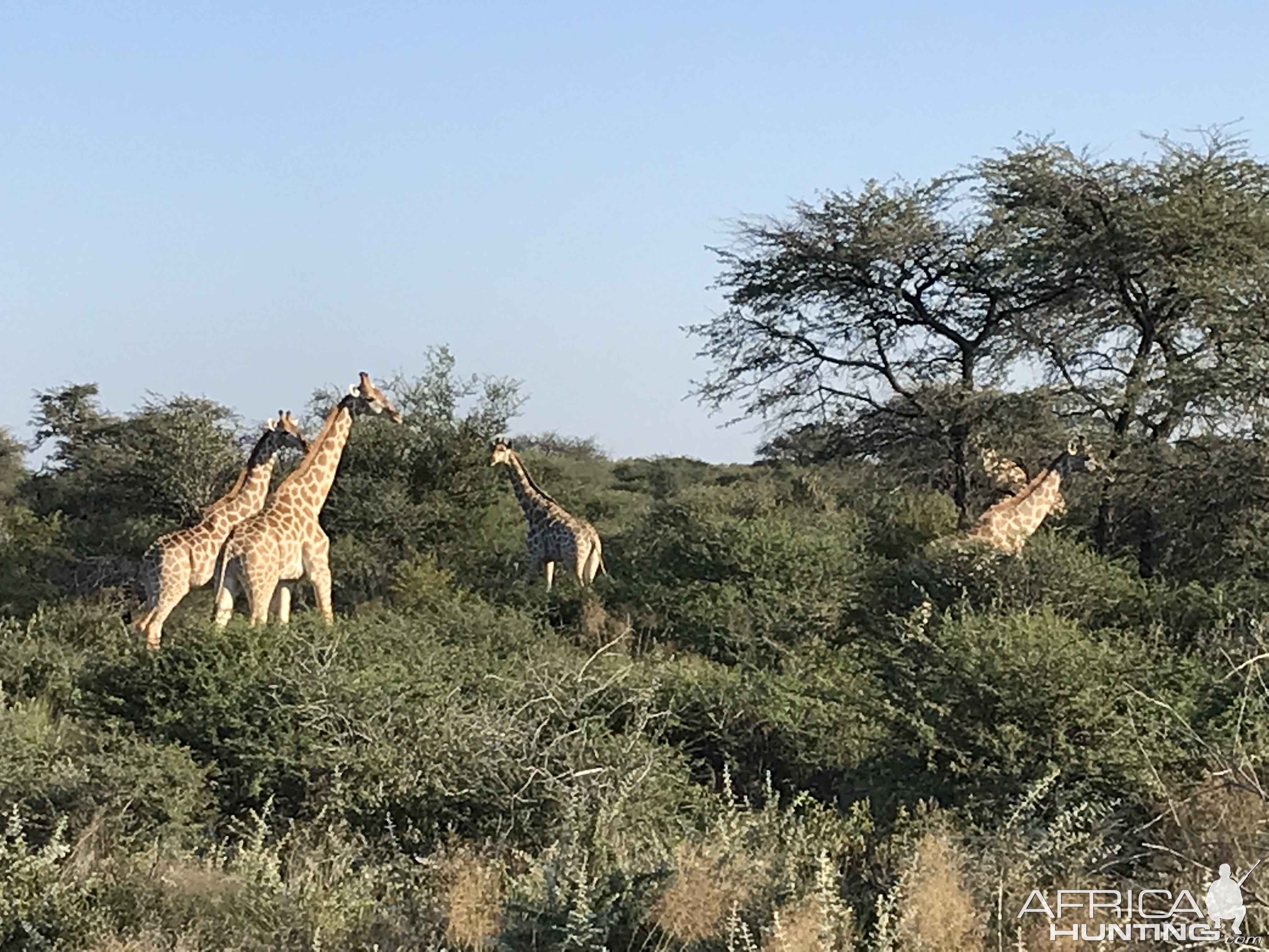 Giraffes Namibia