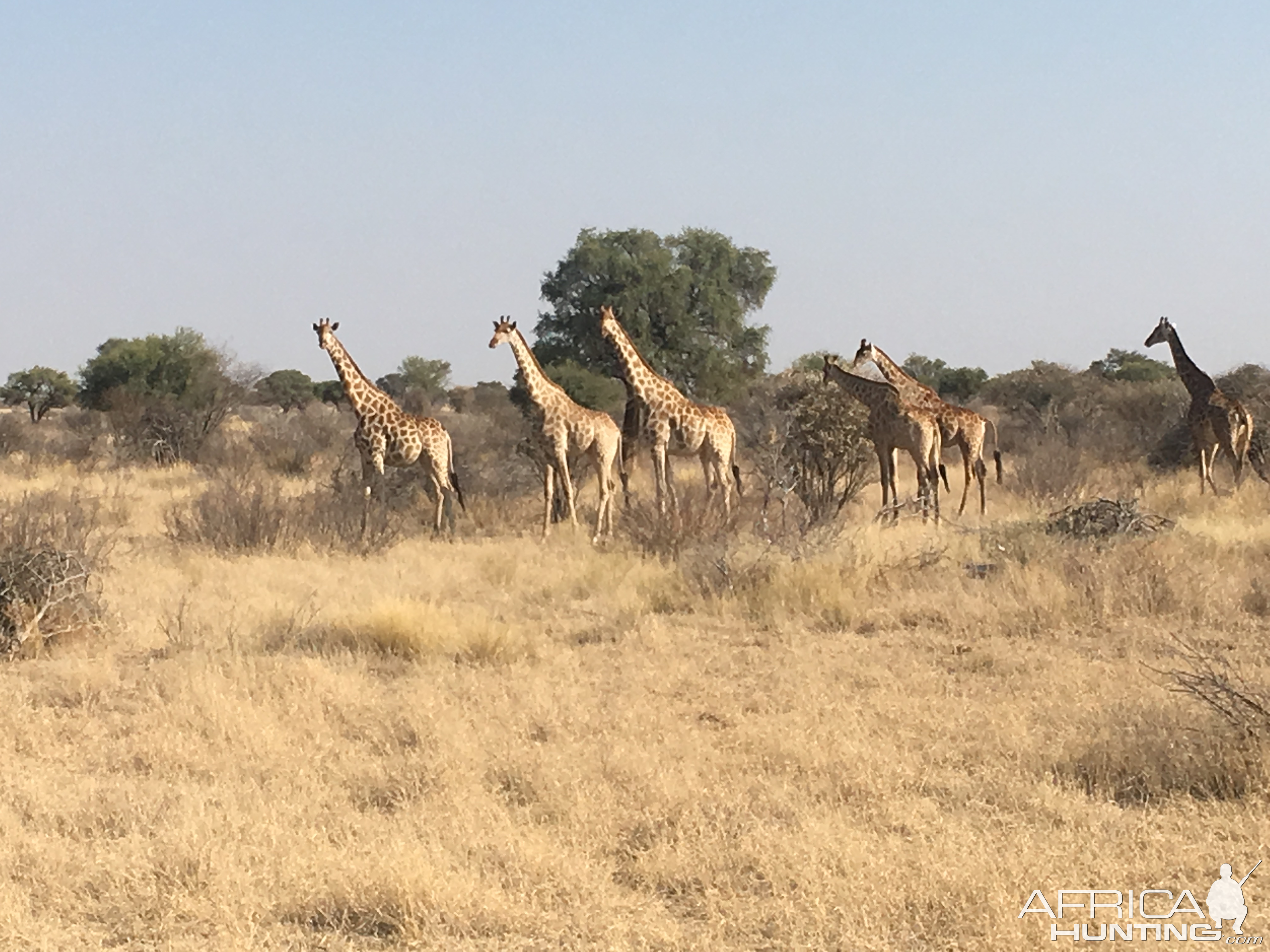 Girraffe South Africa