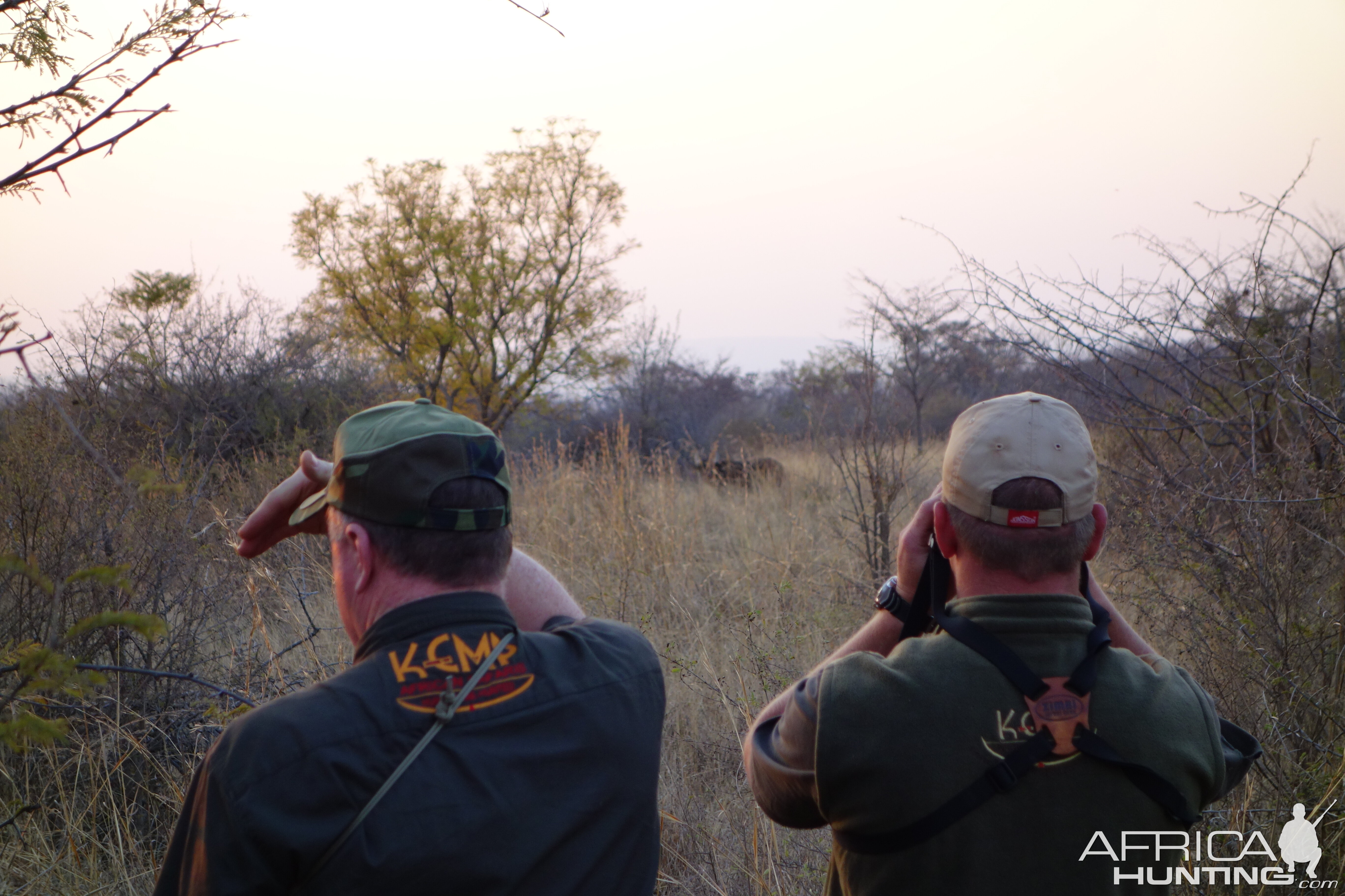 Glassing Cape Buffalo