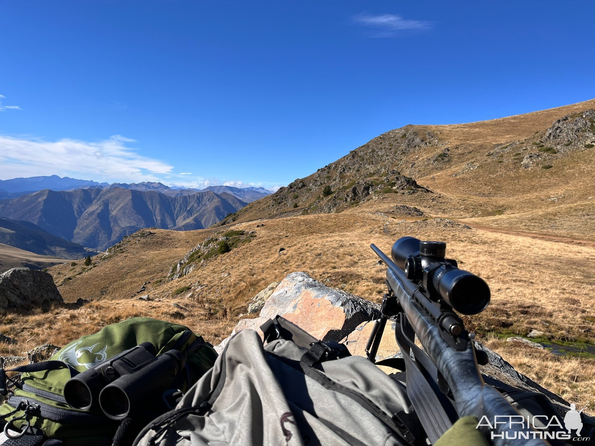 Glassing Spanish Pyrenean Chamois