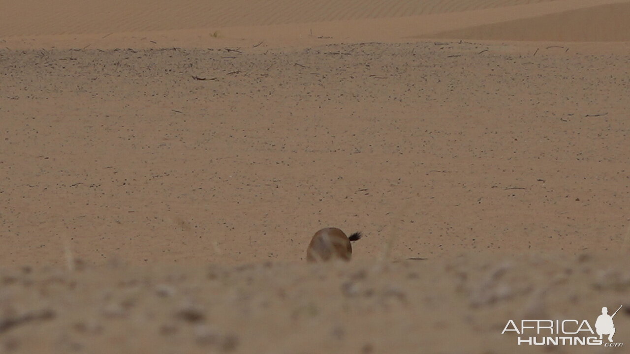 Glimpse of Mountain Gazelle United Arab Emirates