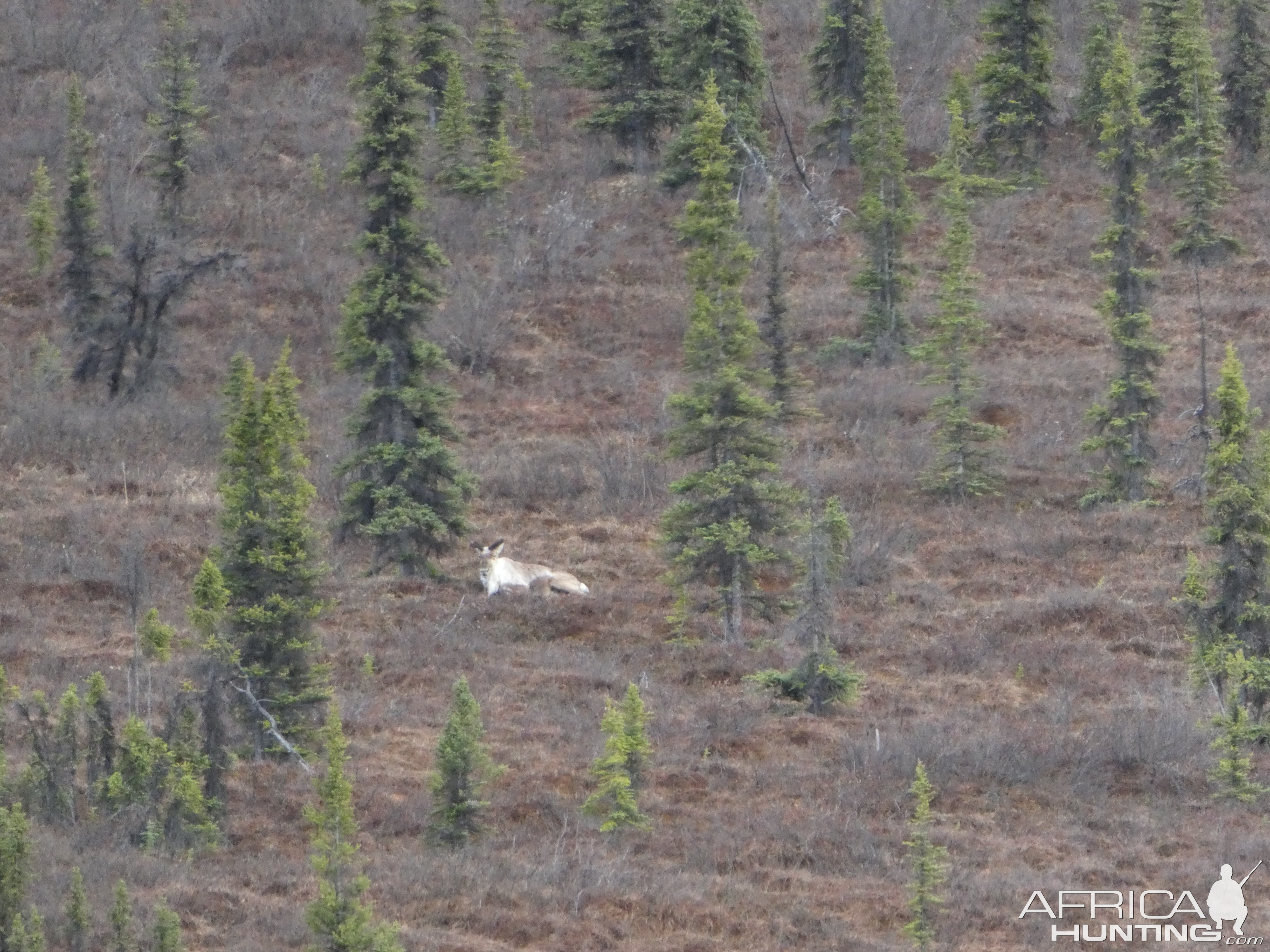 Goat Alaska USA