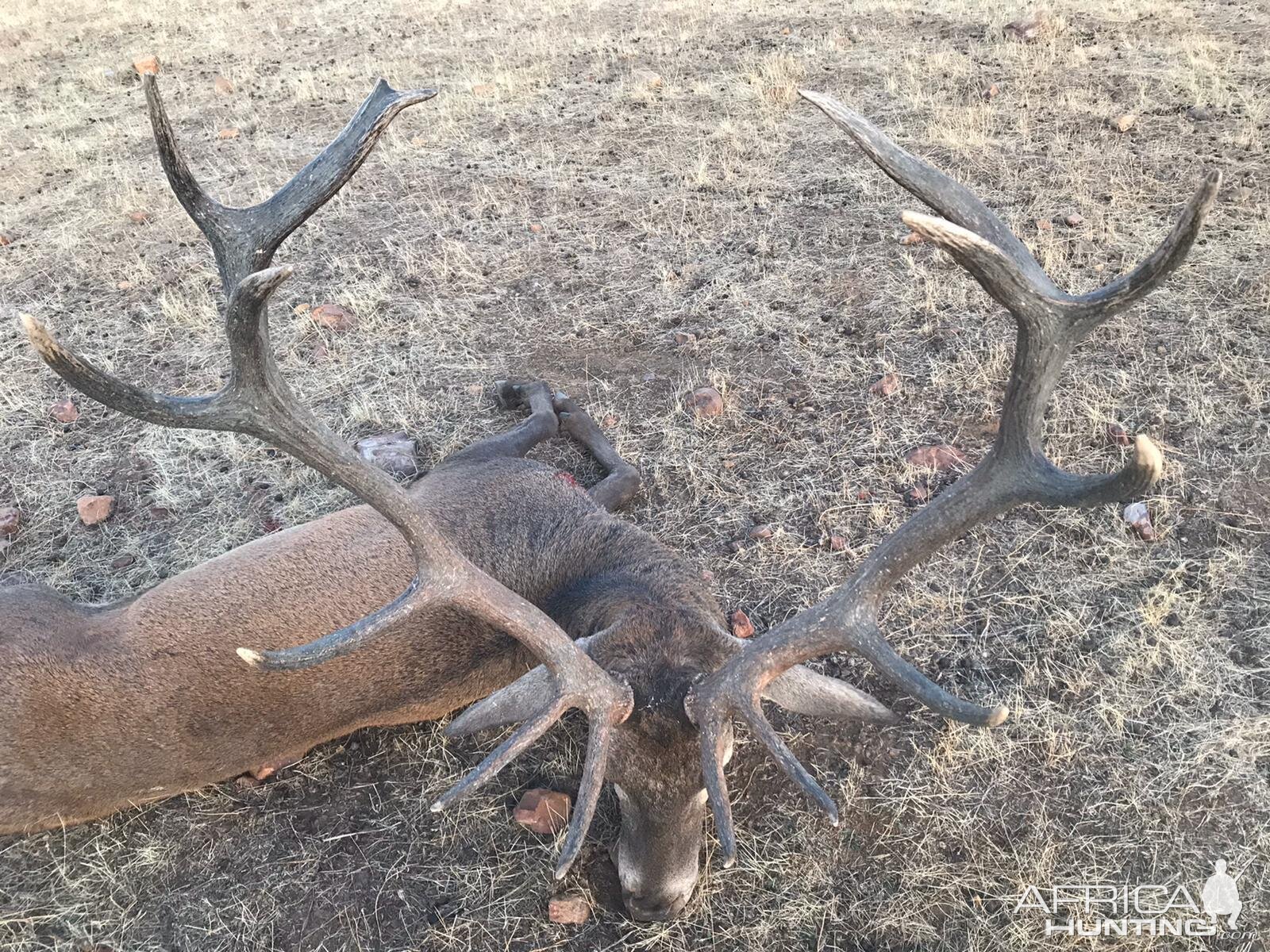 Gold Red Stag