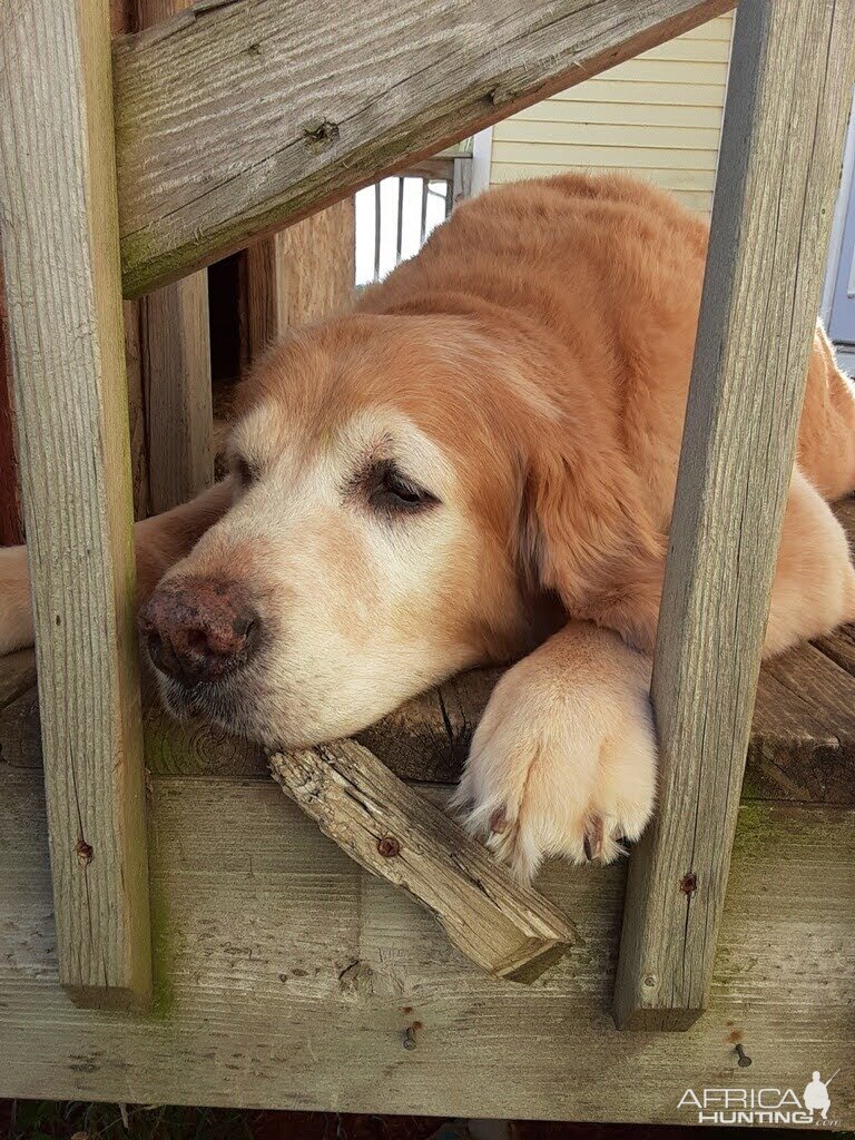 Golden Retriever