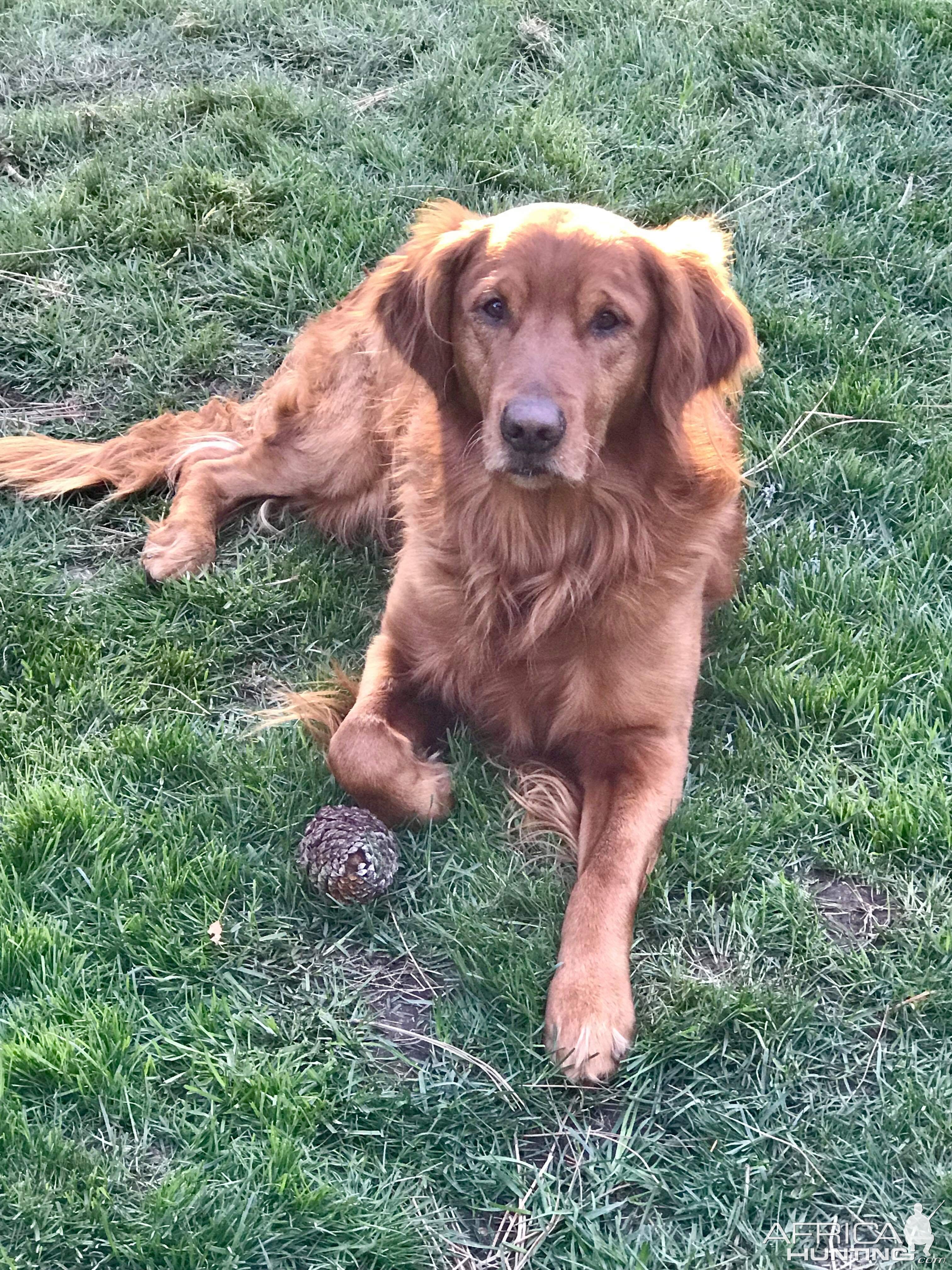 Golden Retriever