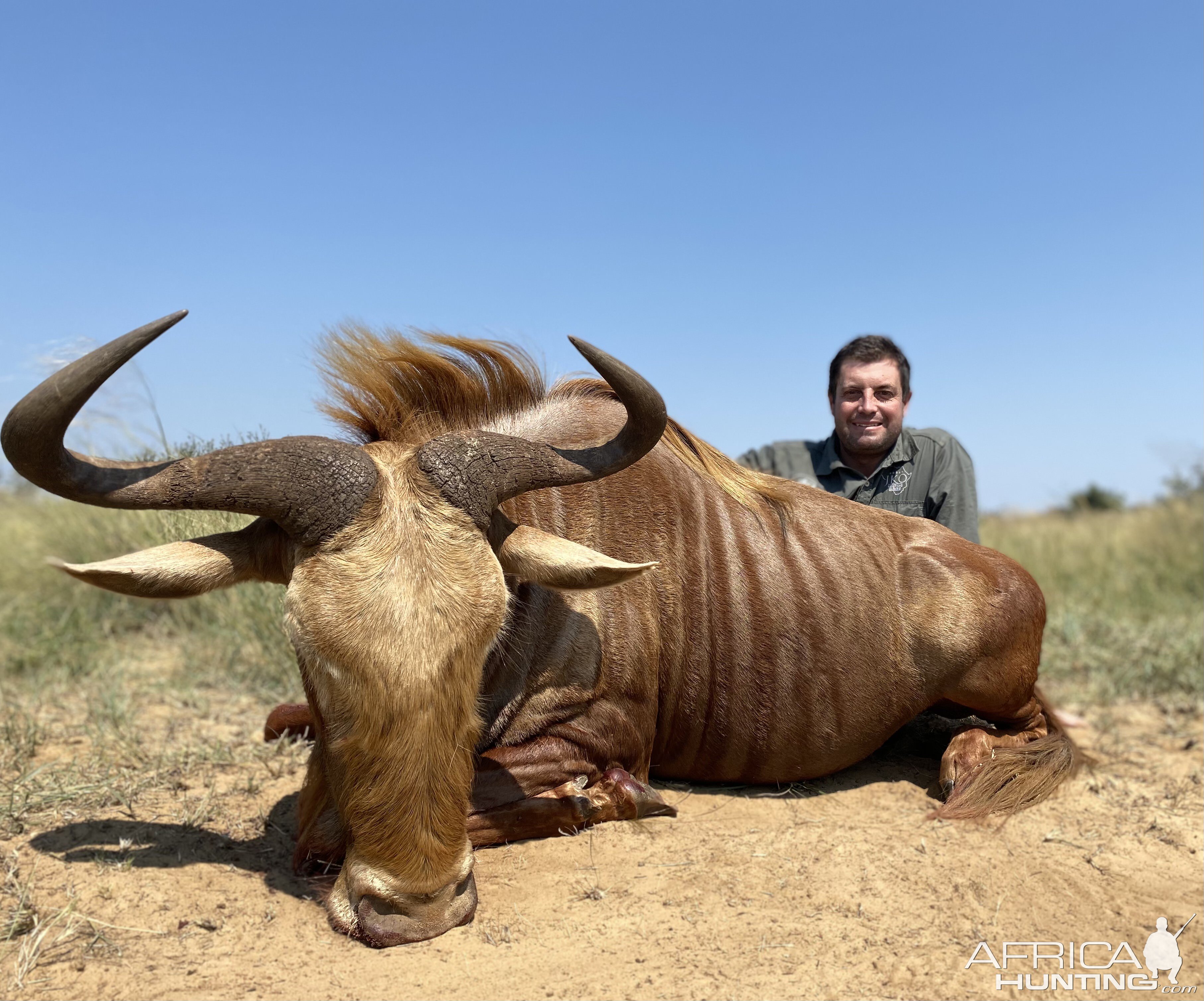 Golden Wildebeest Bull Hunt
