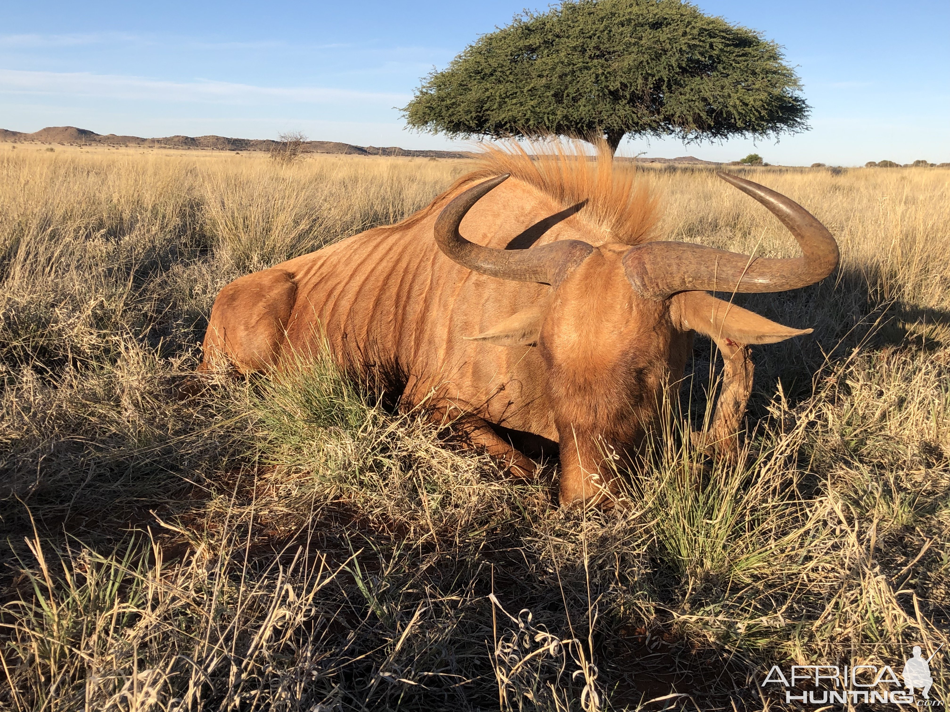 Golden Wildebeest Hunt Karoo South Africa