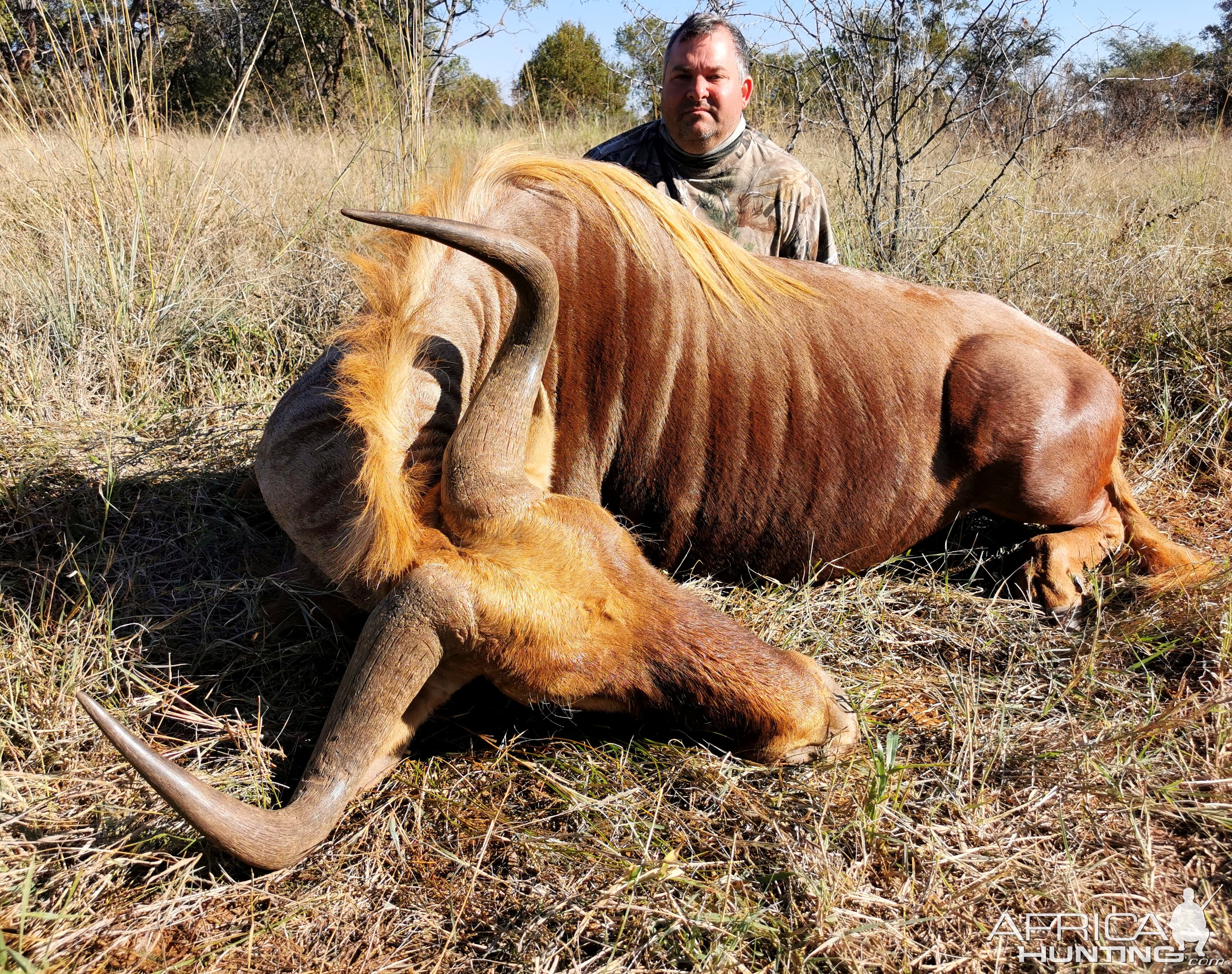 Golden Wildebeest Hunt Limpopo South Africa