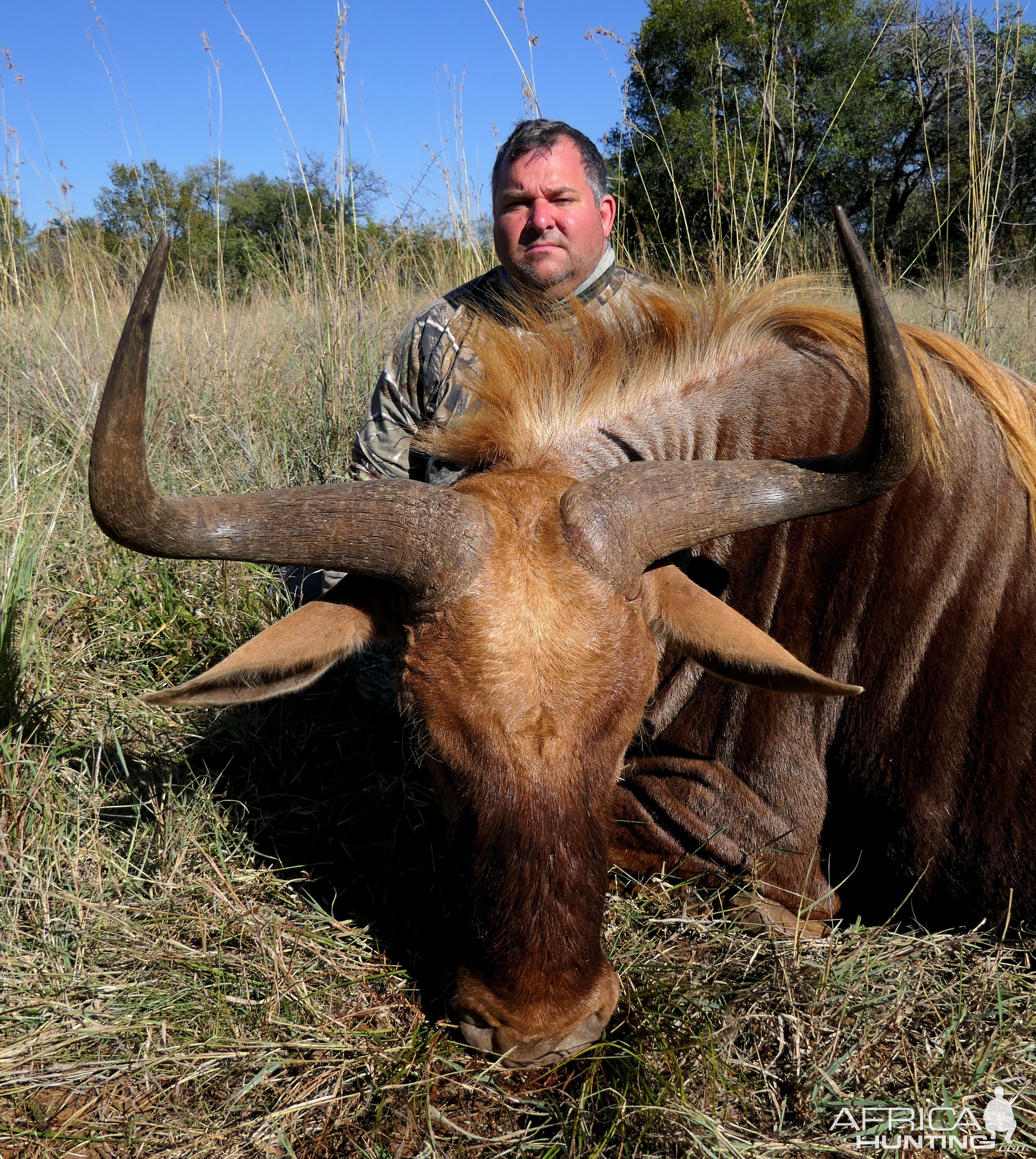 Golden Wildebeest Hunt Limpopo South Africa