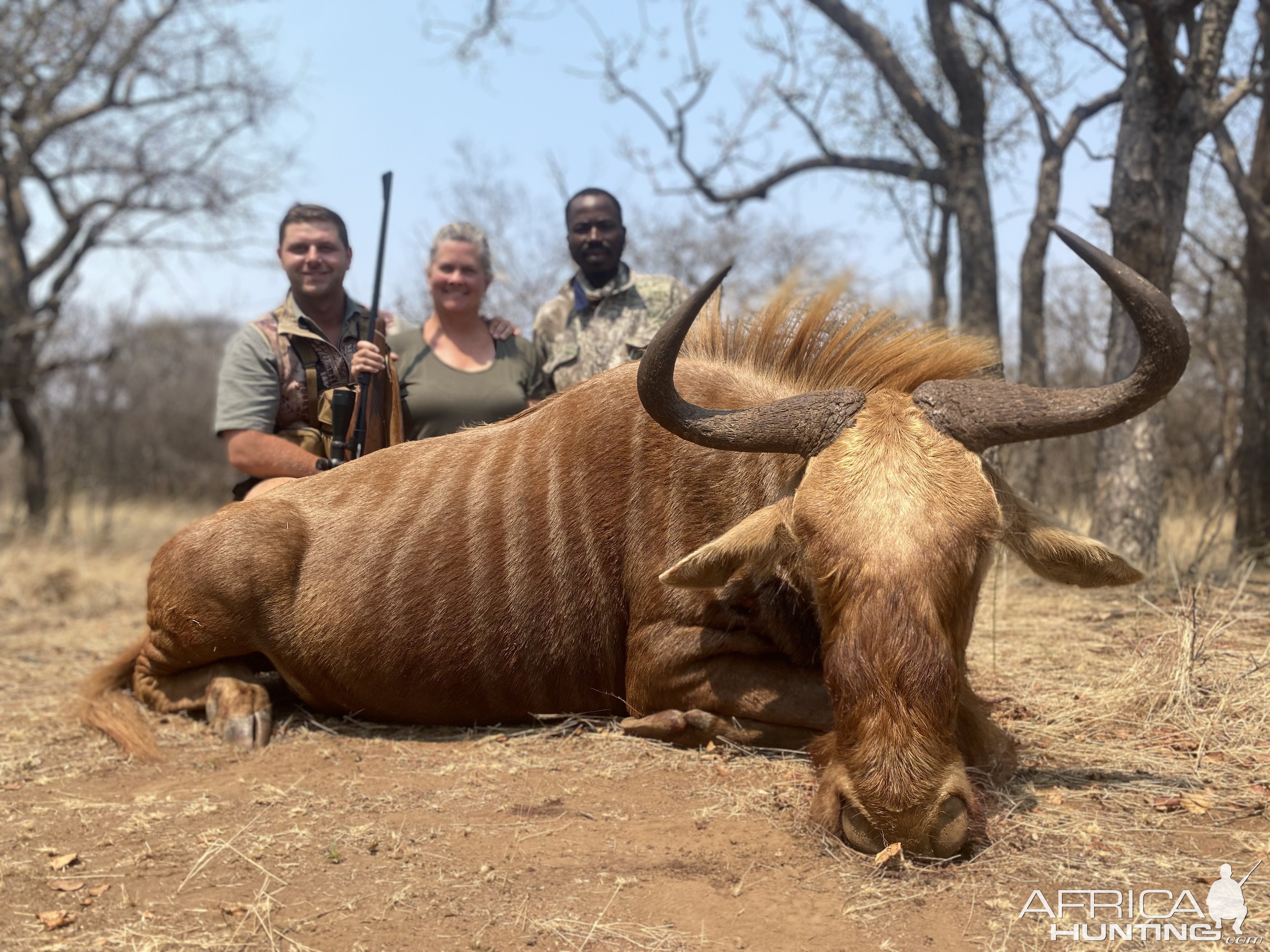 Golden Wildebeest Hunt Limpopo South Africa
