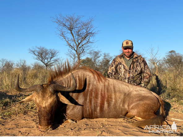 Golden Wildebeest Hunt South Africa