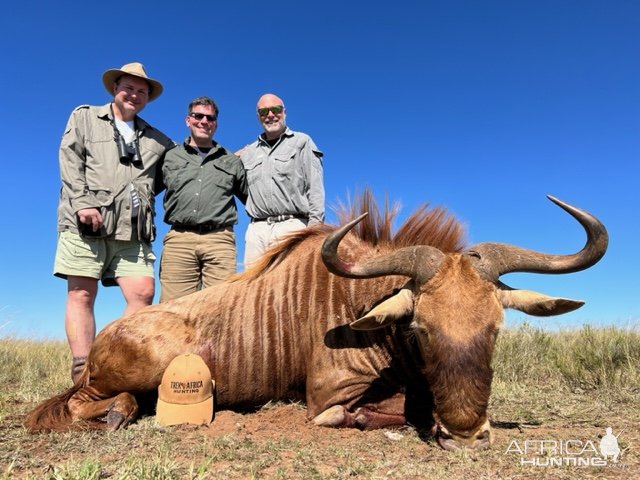 Golden Wildebeest Hunt South Africa