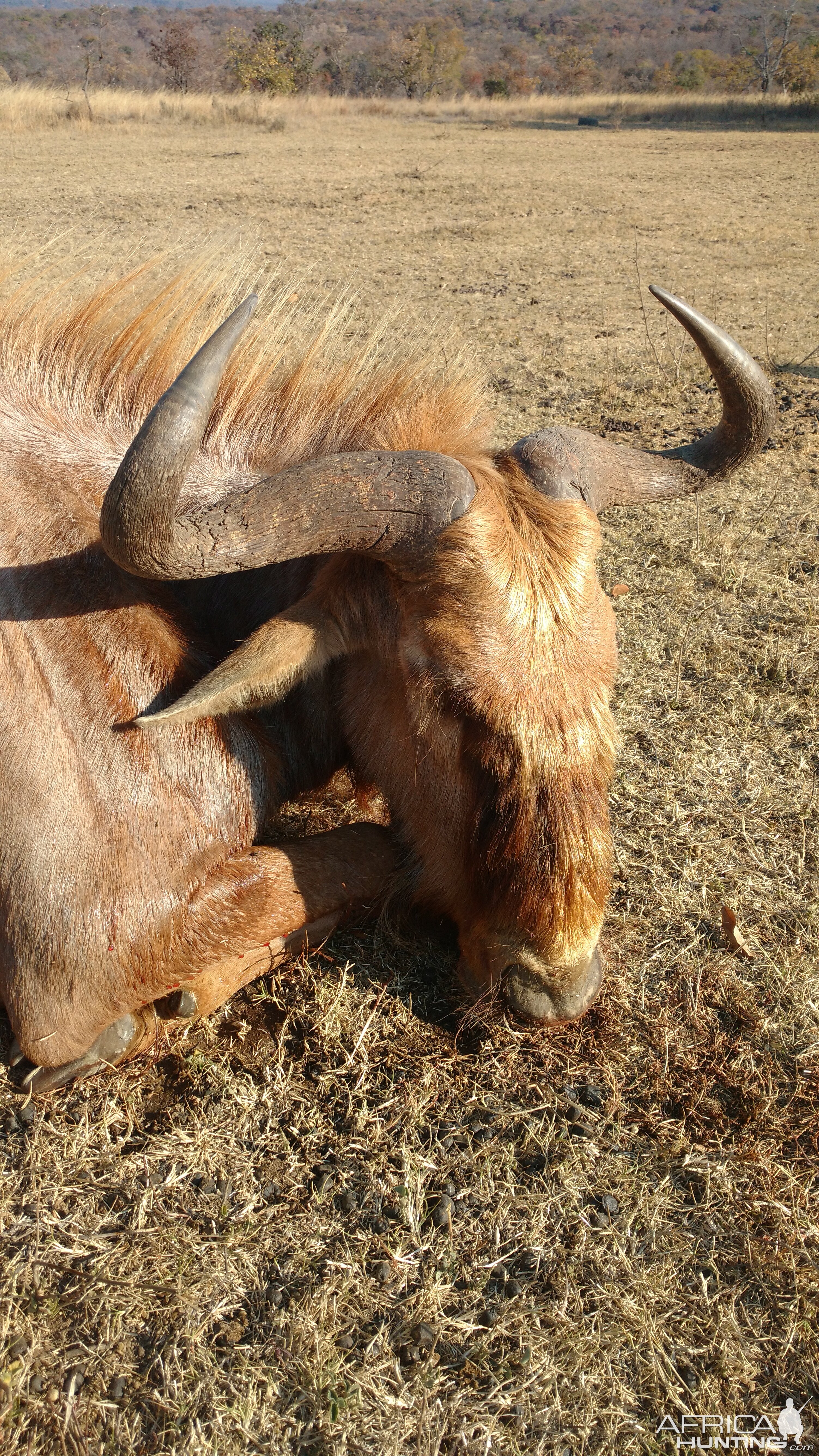 Golden Wildebeest Hunt South Africa