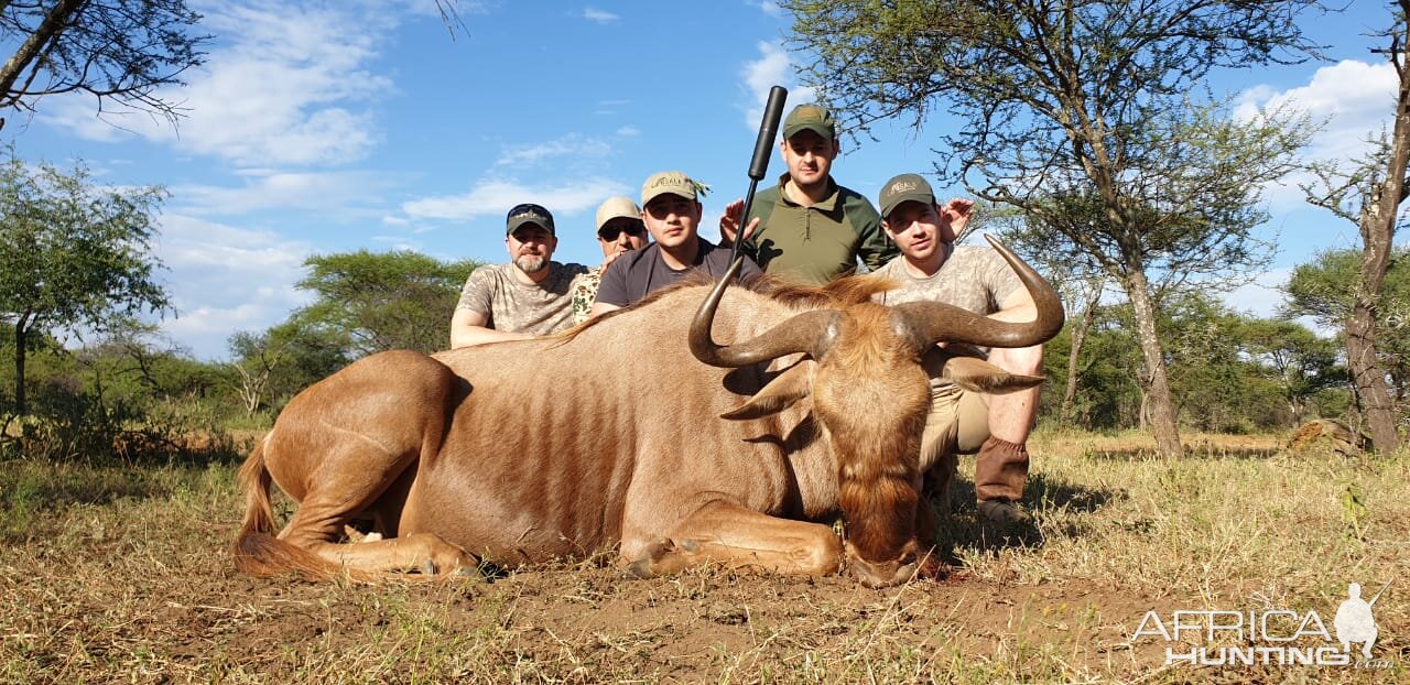 Golden Wildebeest Hunt South Africa