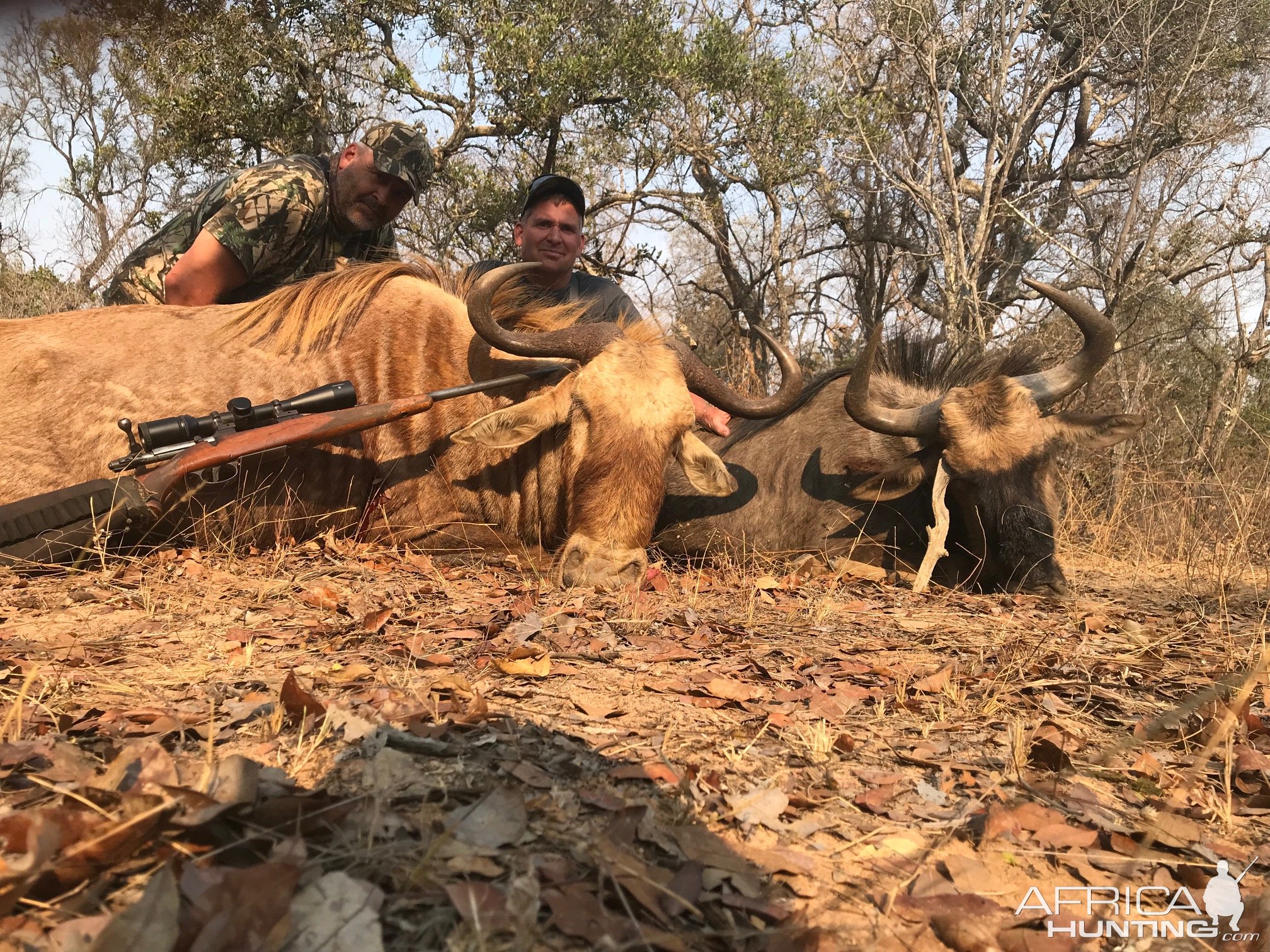 Golden Wildebeest Hunting South Africa