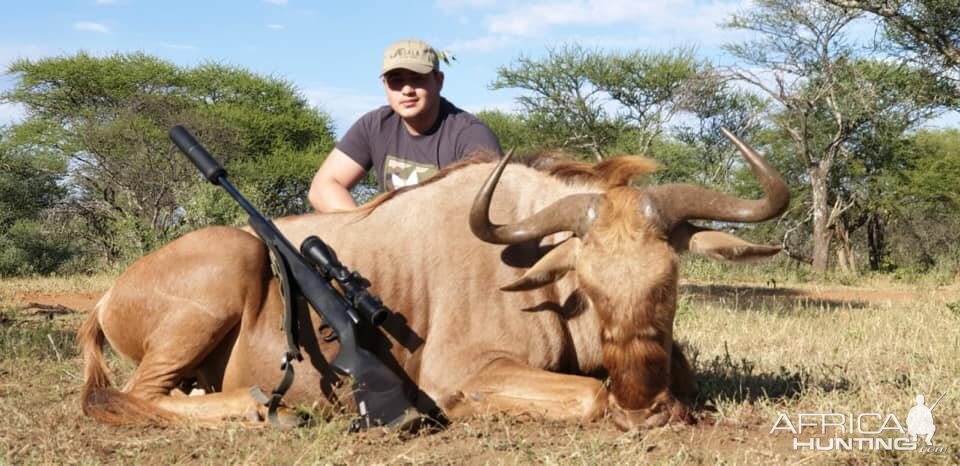 Golden Wildebeest Hunting South Africa
