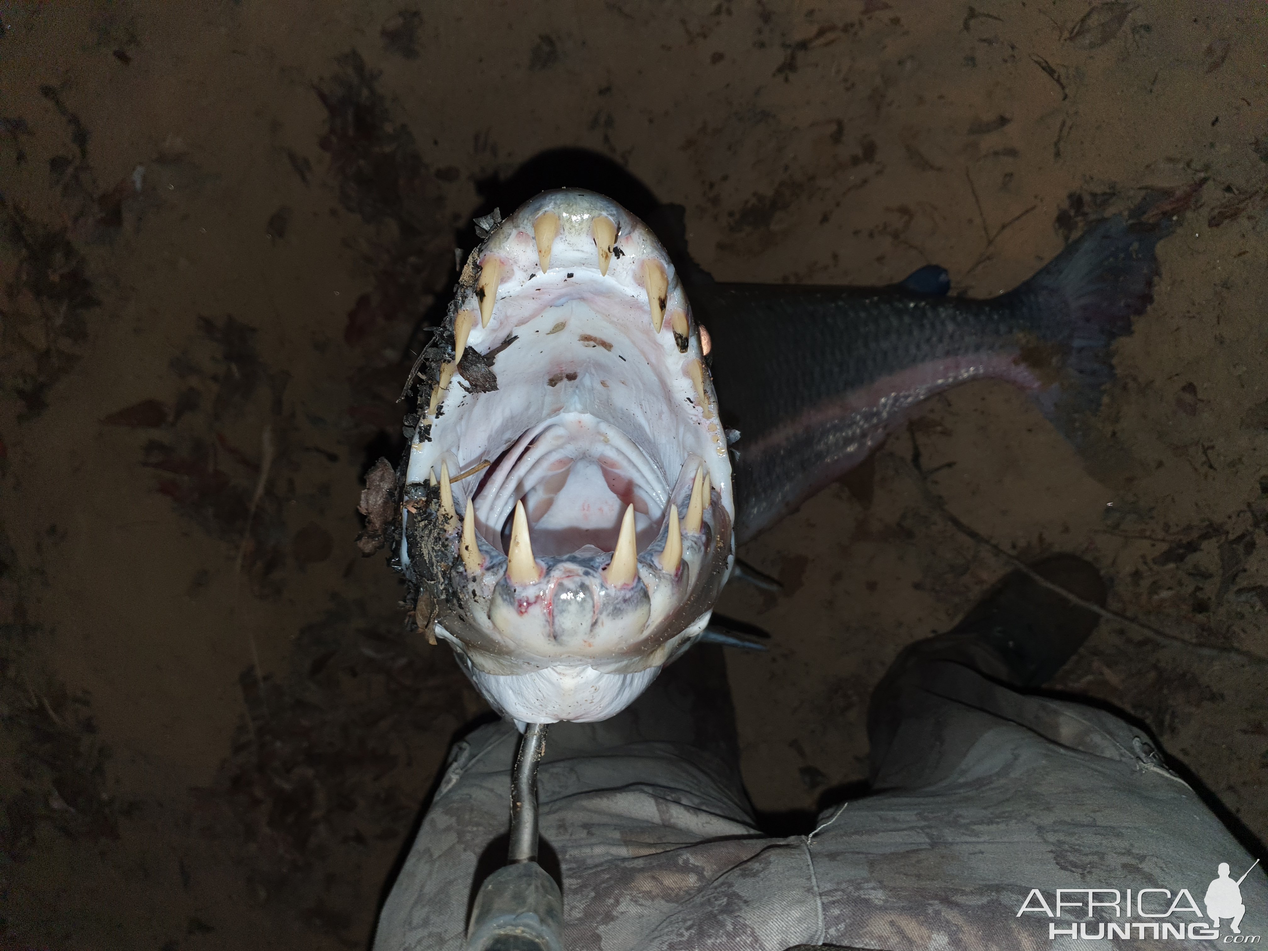 Goliath Tigerfish Mouth