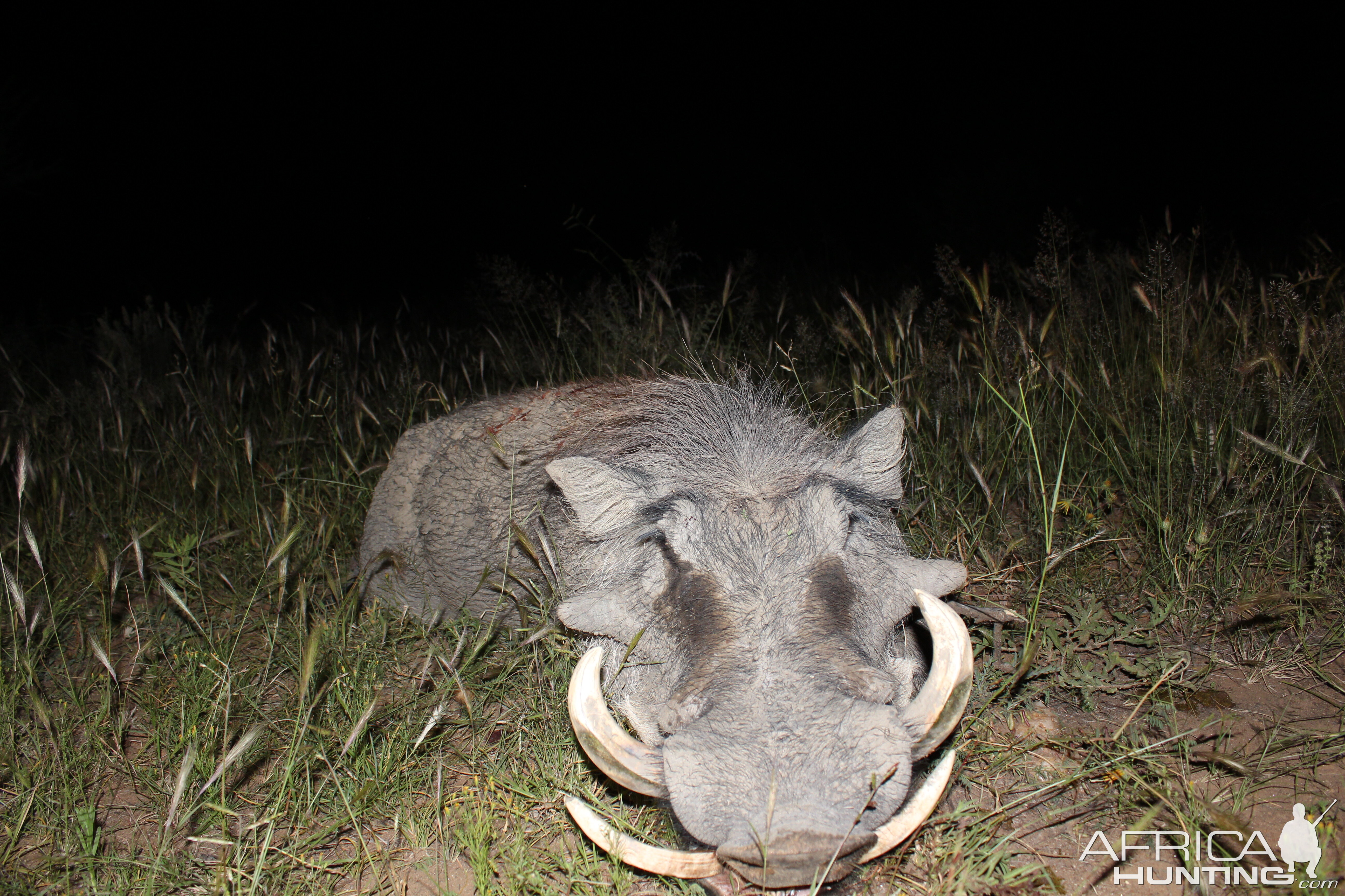 Good old Warthog taken with the bow