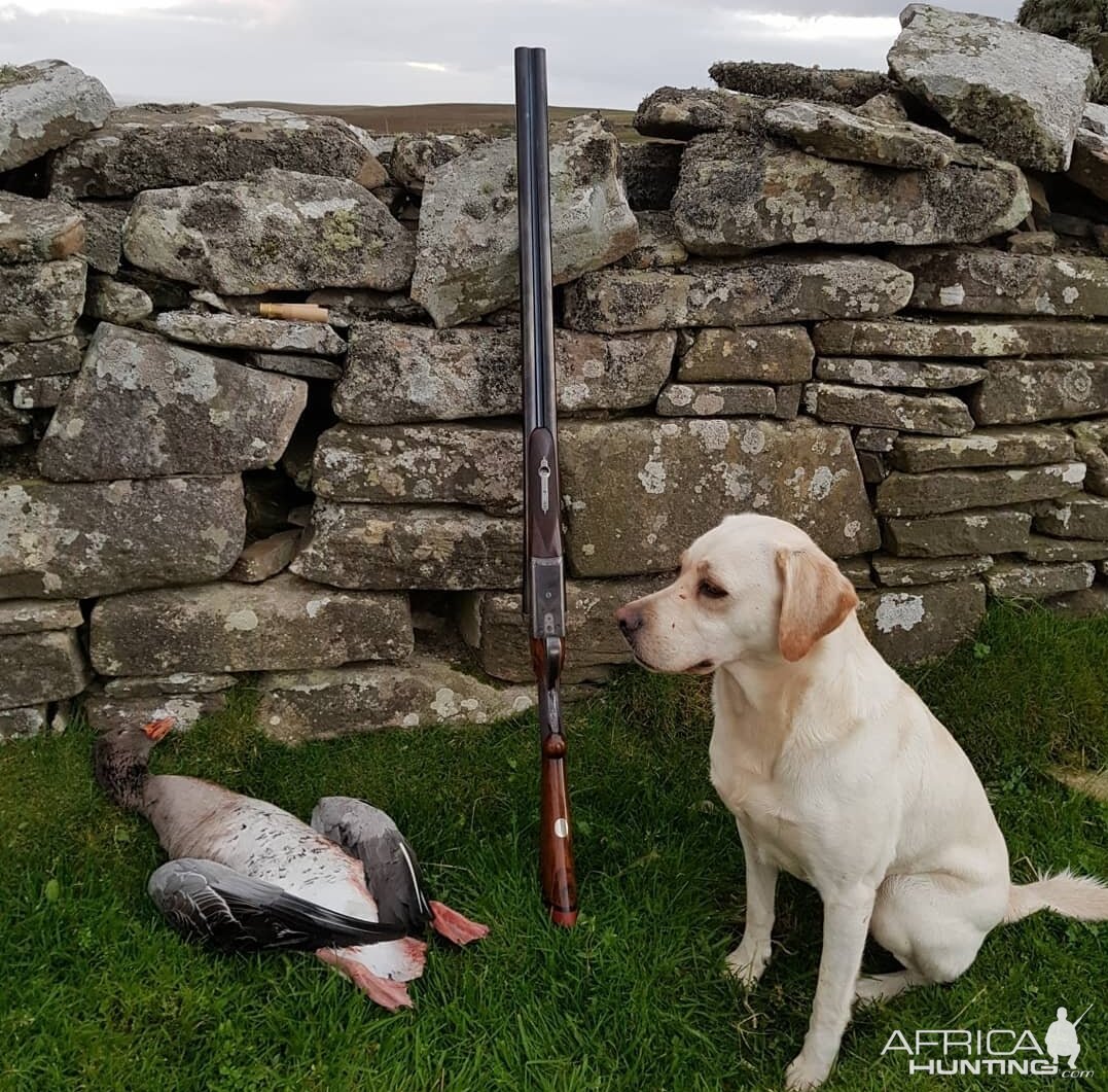 Goose Hunt Shetland