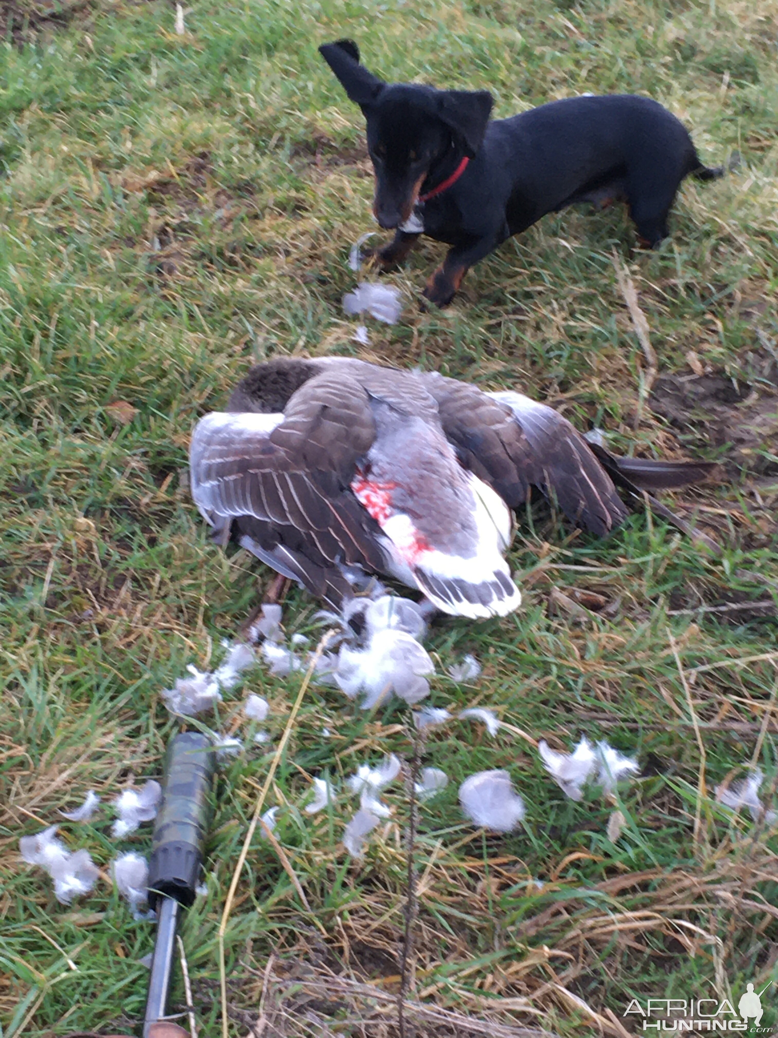 Goose Hunting Germany