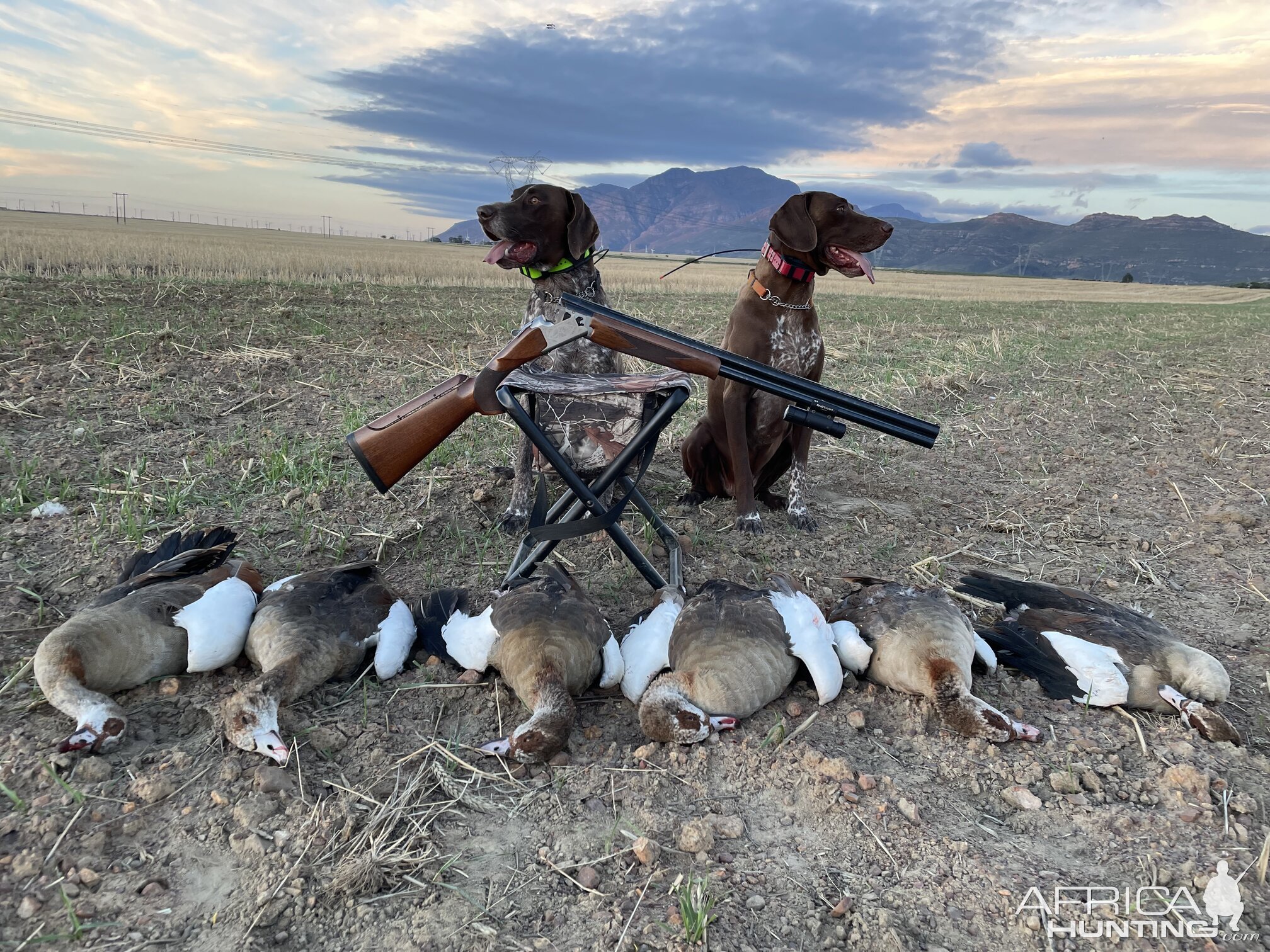 Goose Hunting