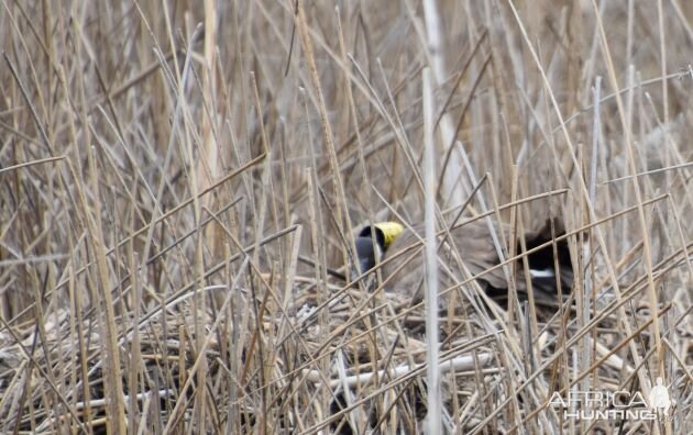 Goose nest band