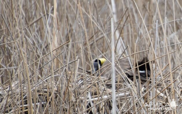 Goose nest band