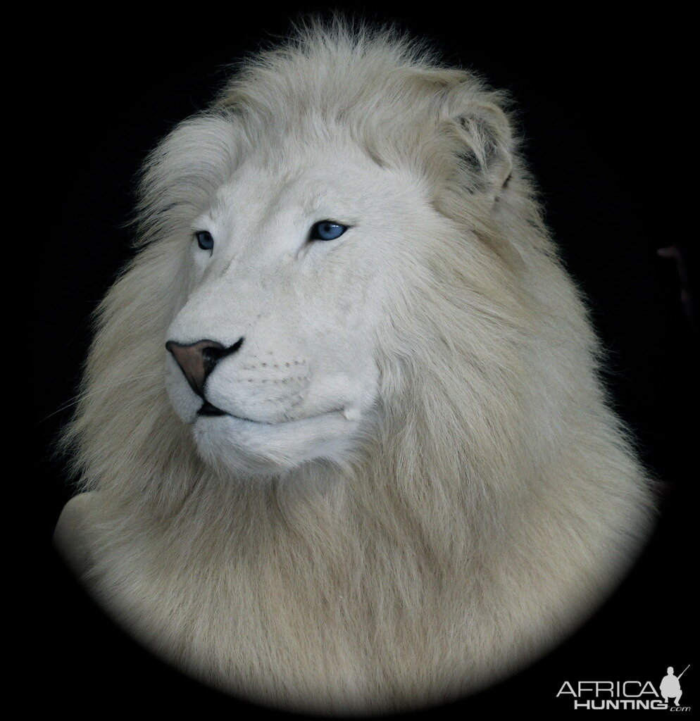 Gorgeous Lion Taxidermy