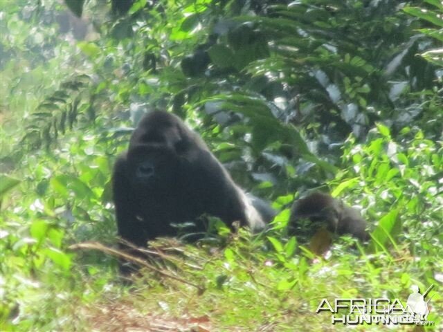 Gorilla in Congo