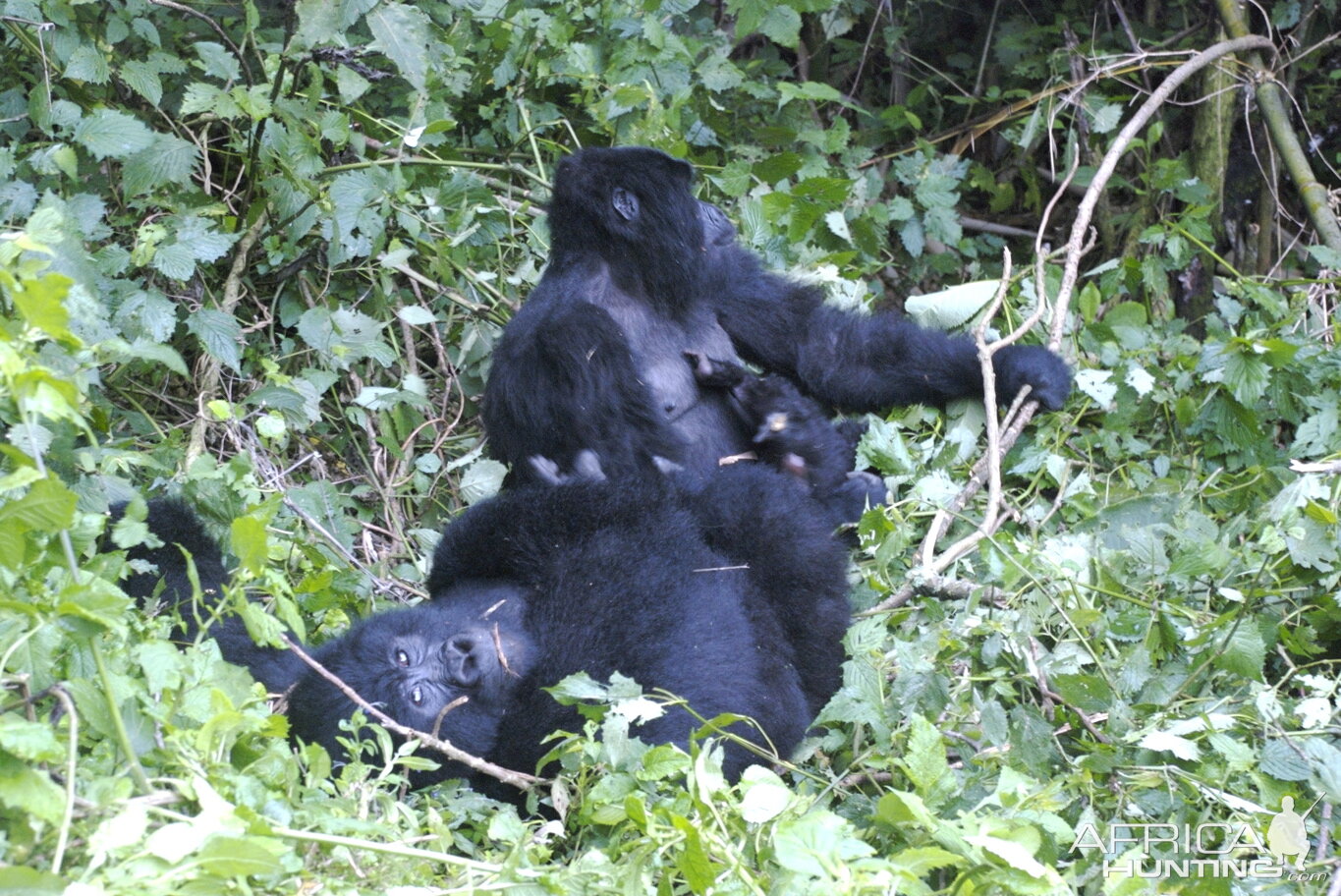 Gorilla Tracking - Kisoro, Uganda