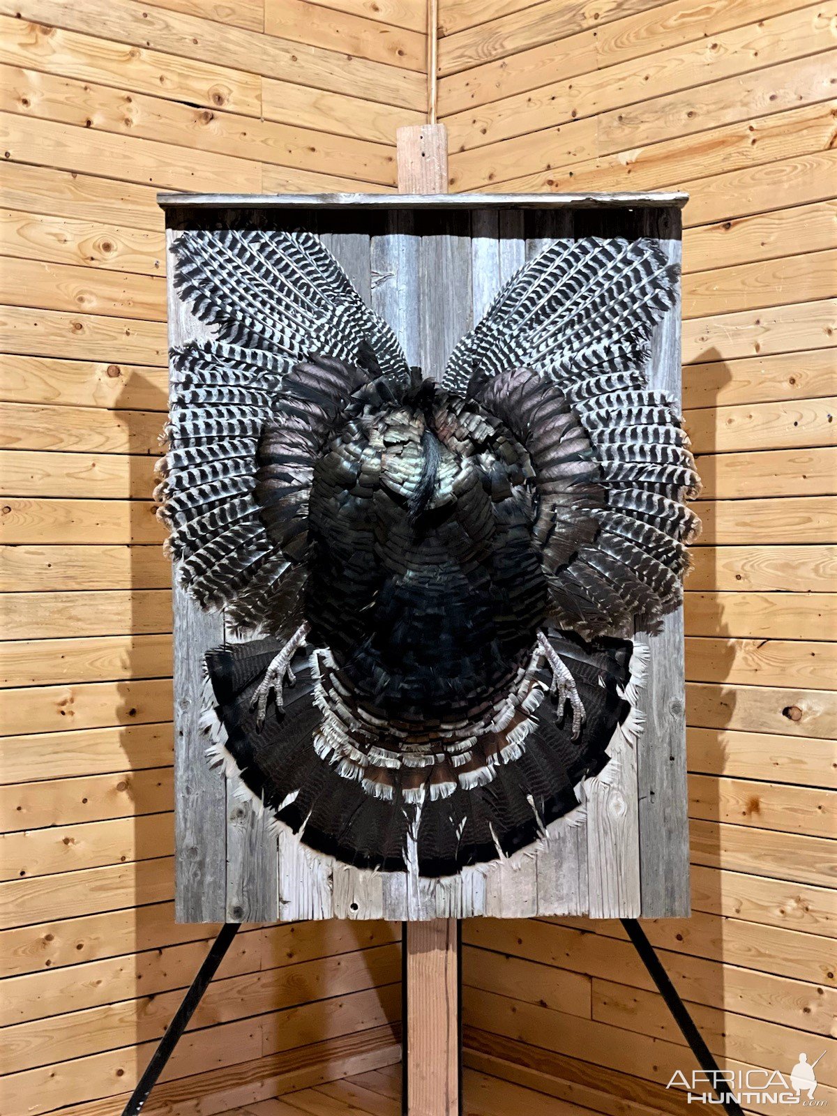 Goulds Turkey Mount Taxidermy