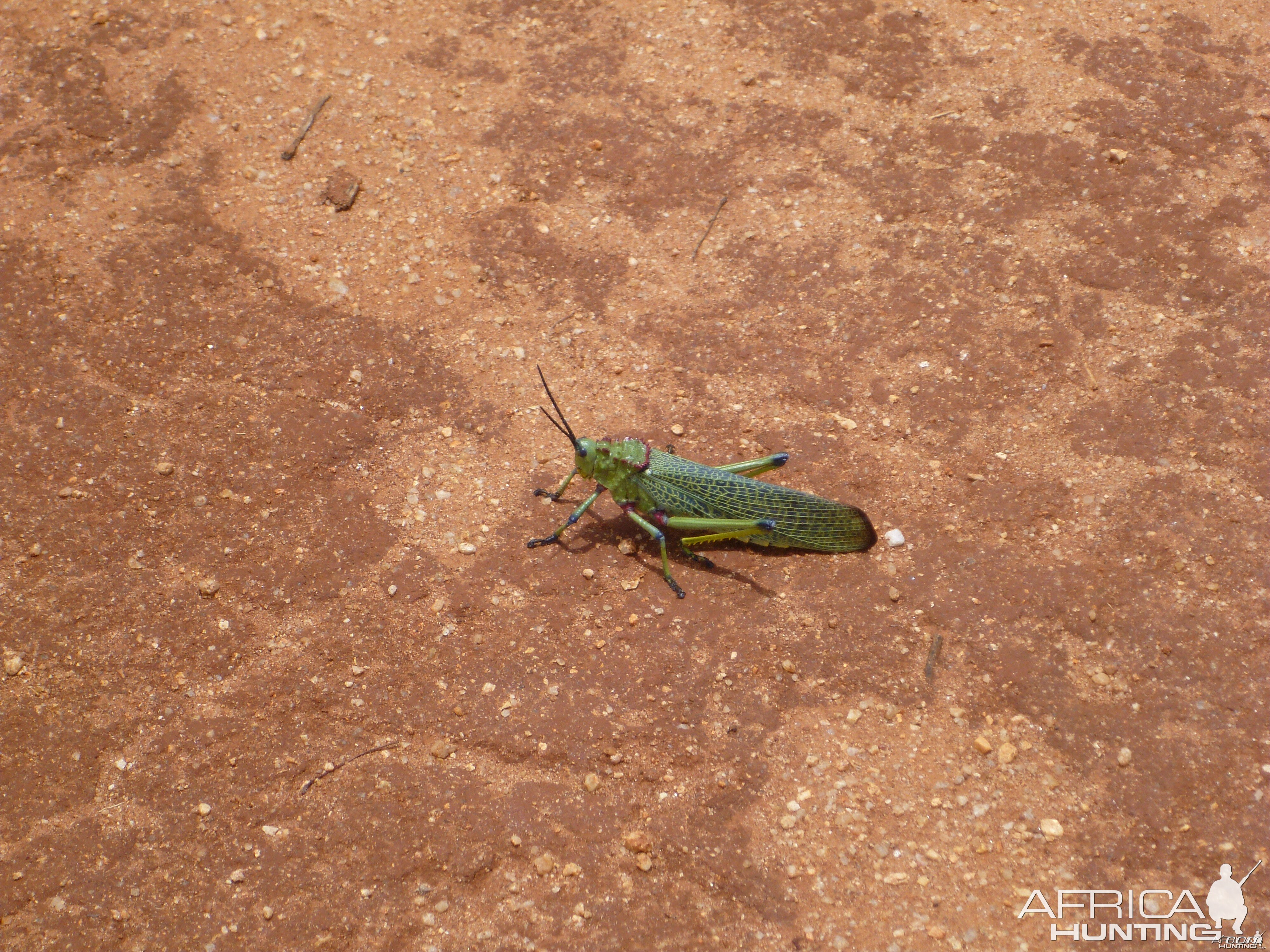 Grasshopper Namibia