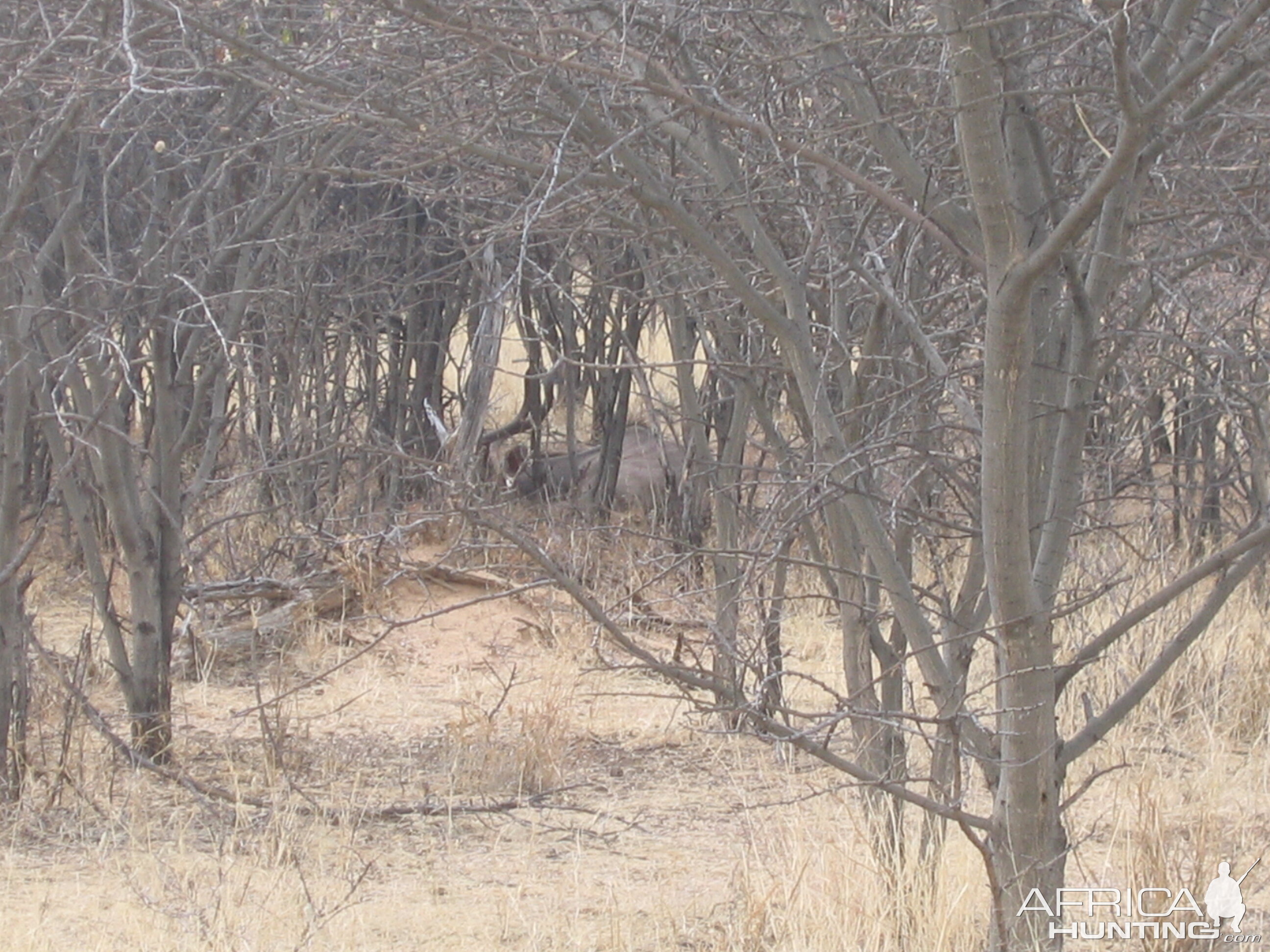 Greater Kudu Namibia