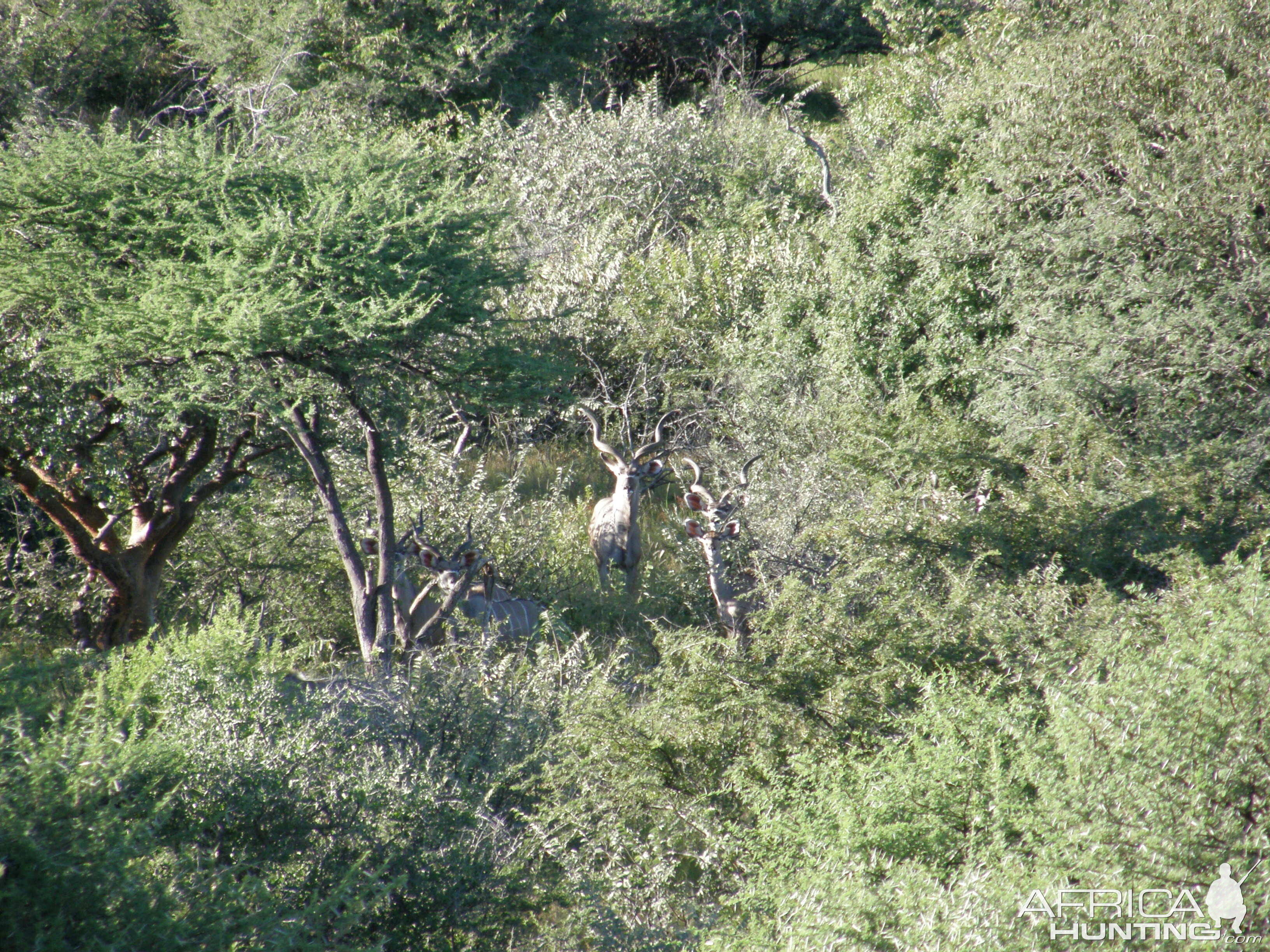Greater Kudu Namibia