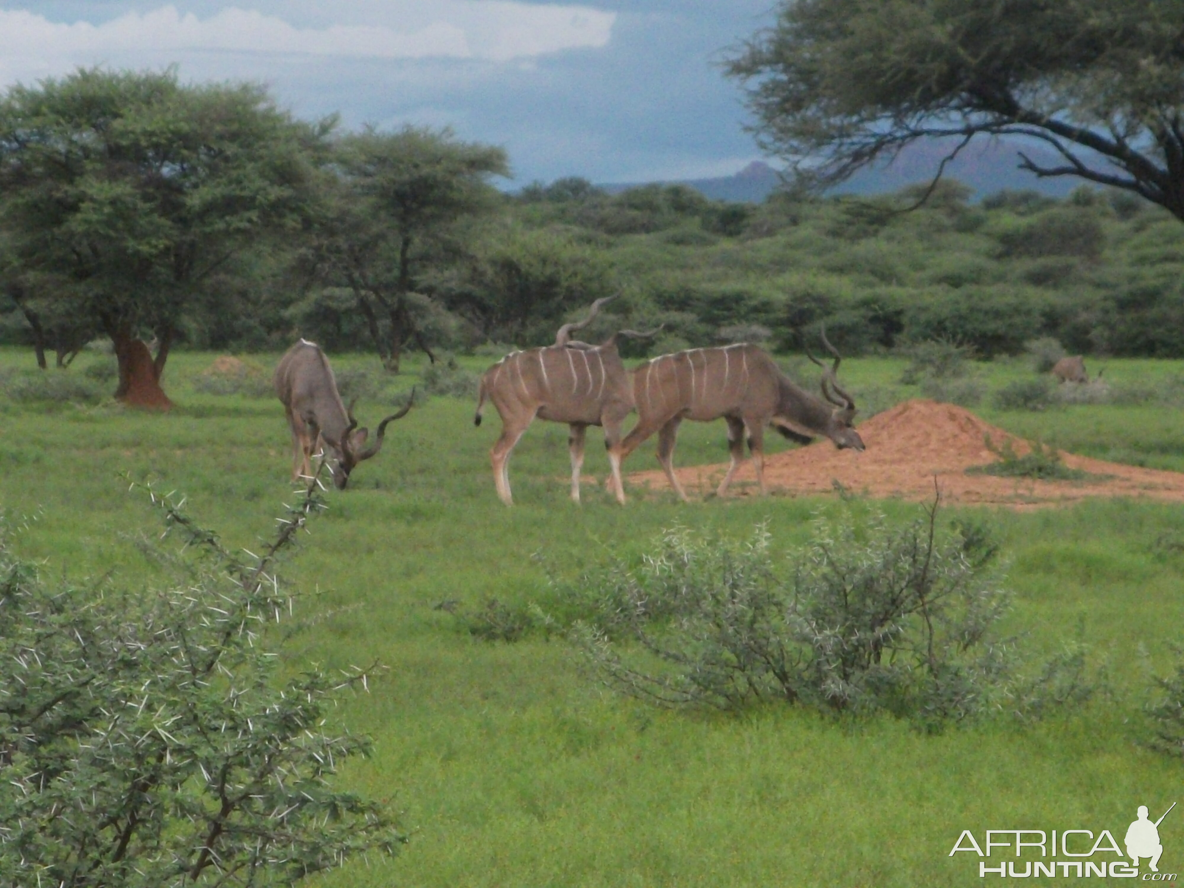 Greater Kudu Namibia