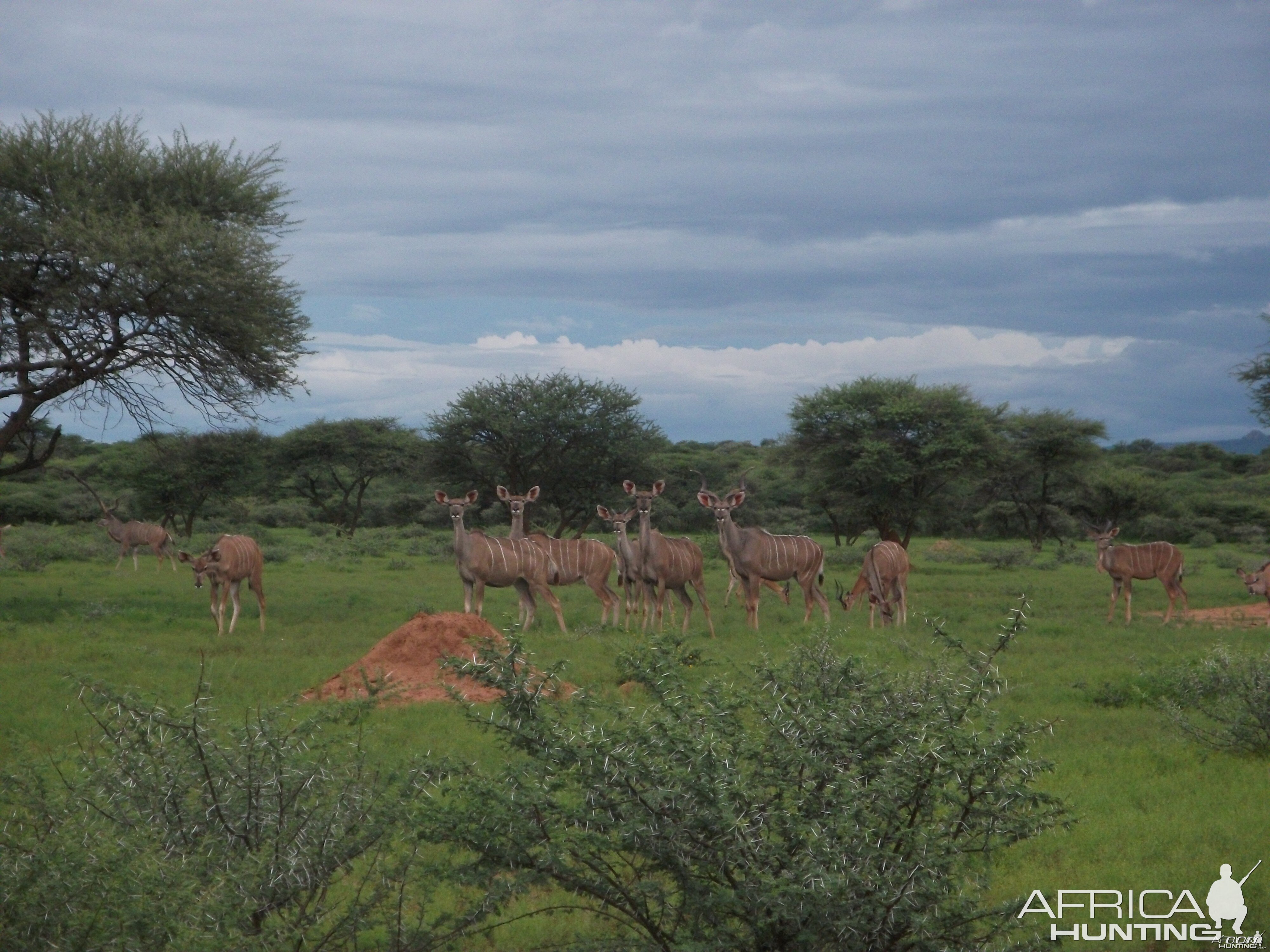 Greater Kudu Namibia