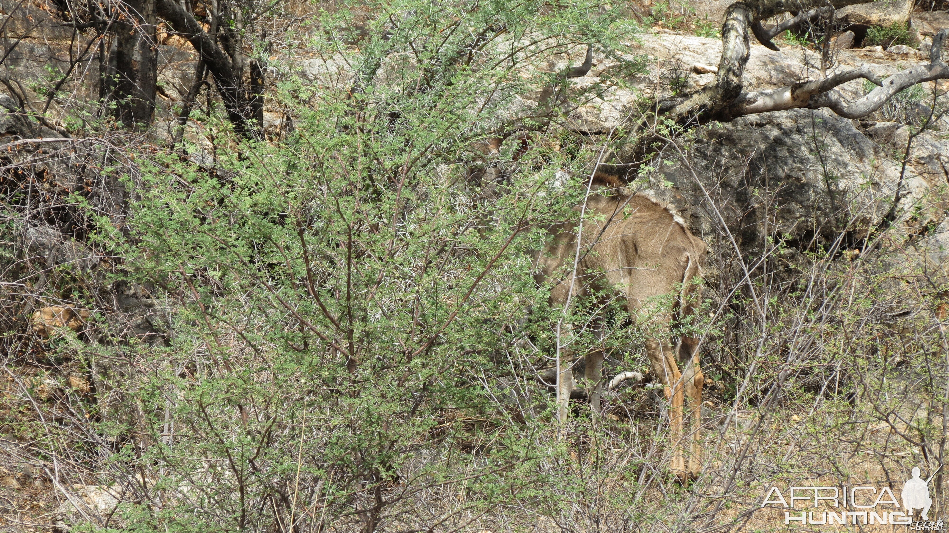 Greater Kudu Namibia