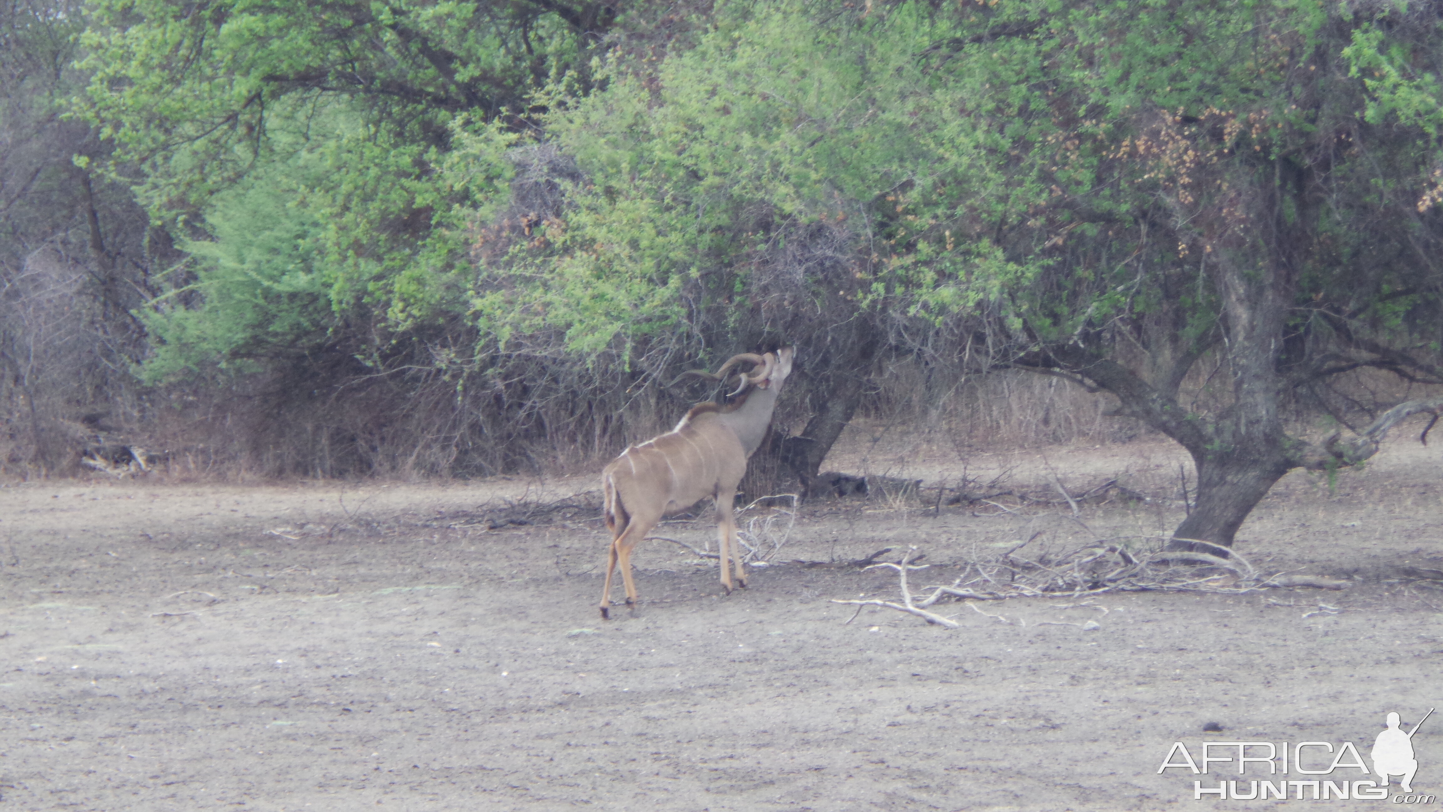 Greater Kudu Namibia