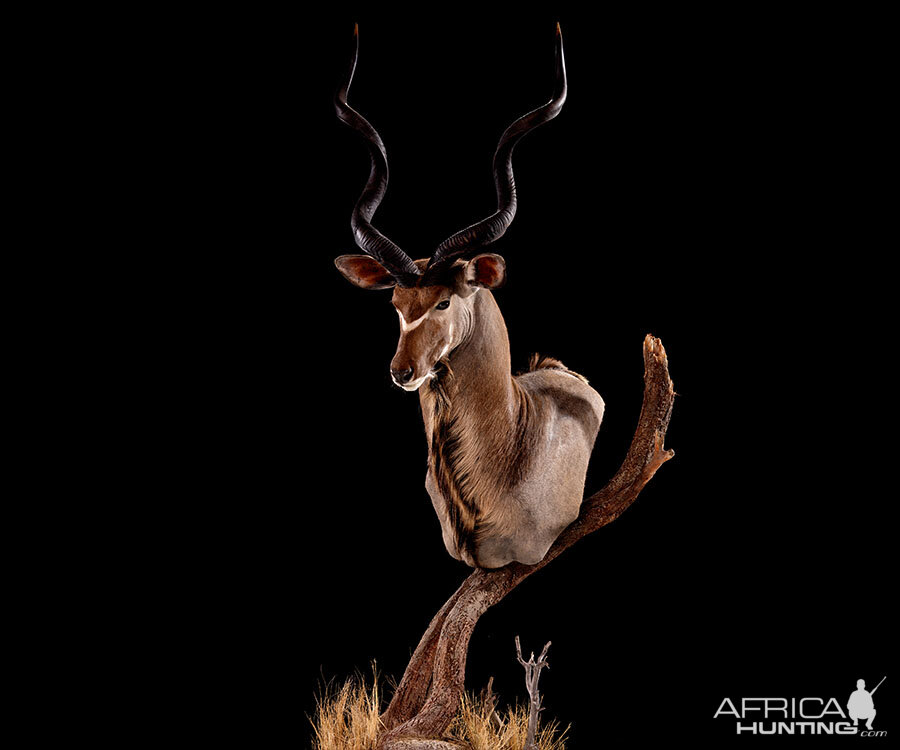 Greater Kudu Pedestal Mount Taxidermy