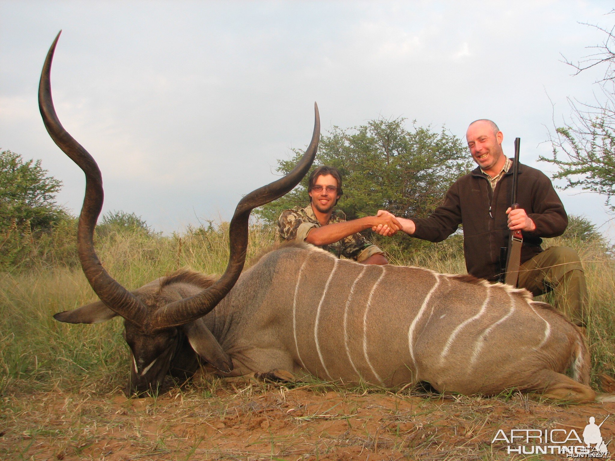 Greater Kudu