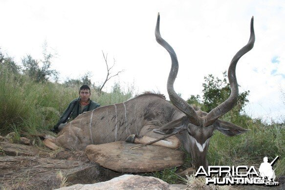 Greater Kudu
