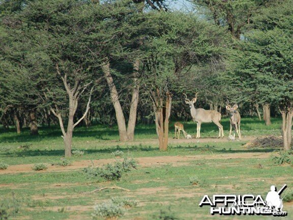 Greater Kudu