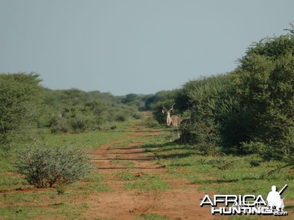 Greater Kudu