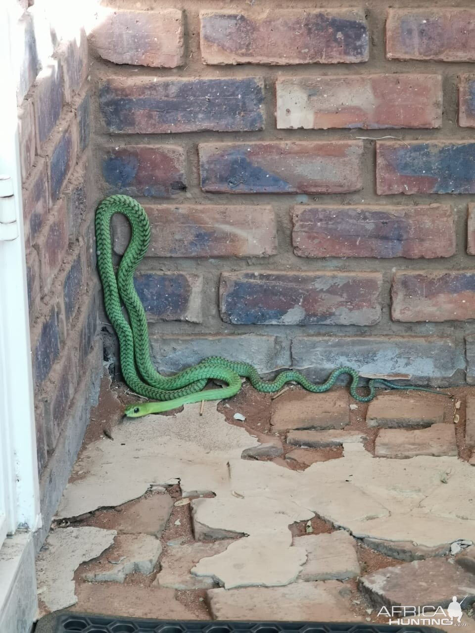 Green Mamba Limpopo South Africa