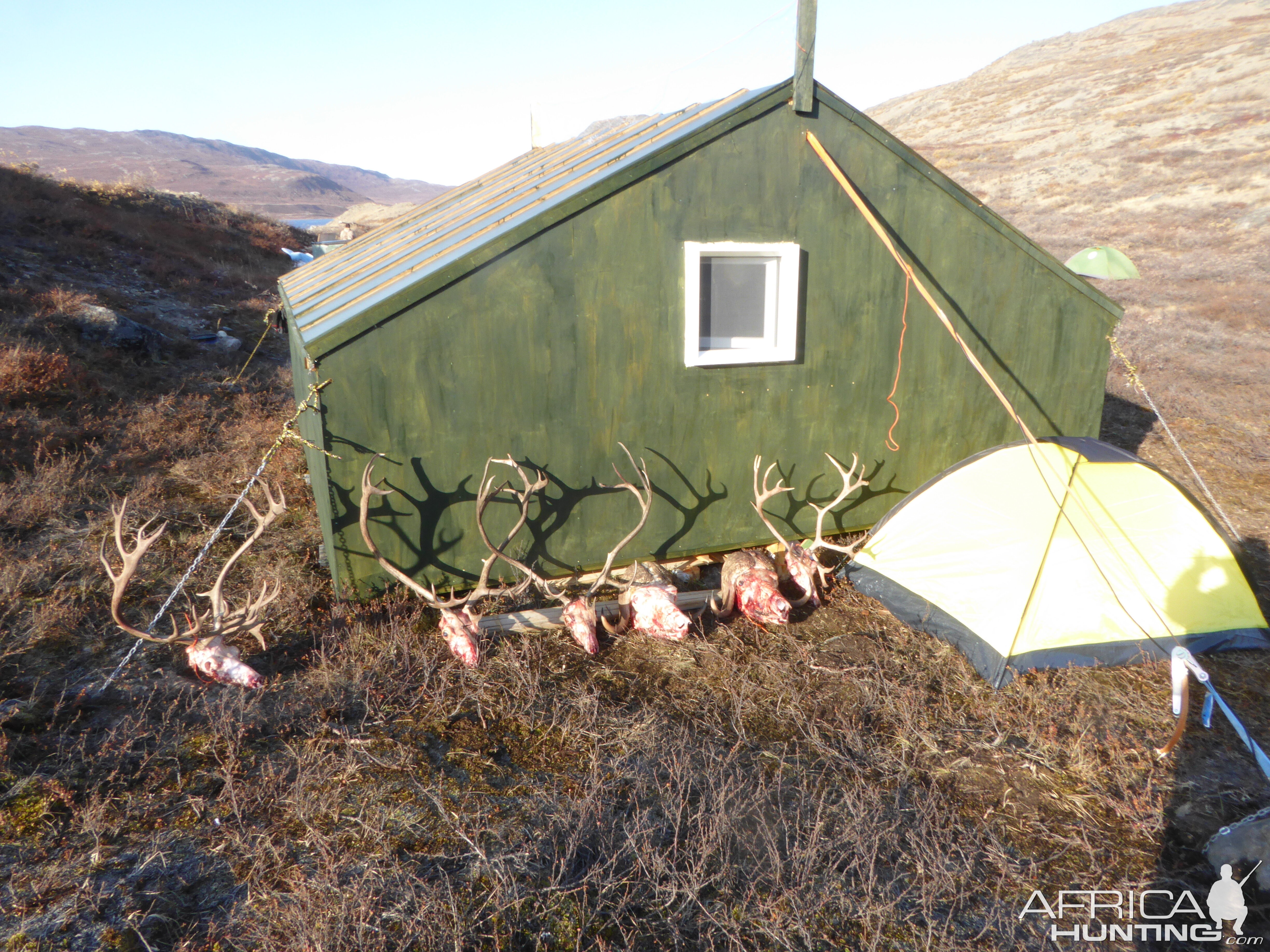 Greenland Hunt Caribou