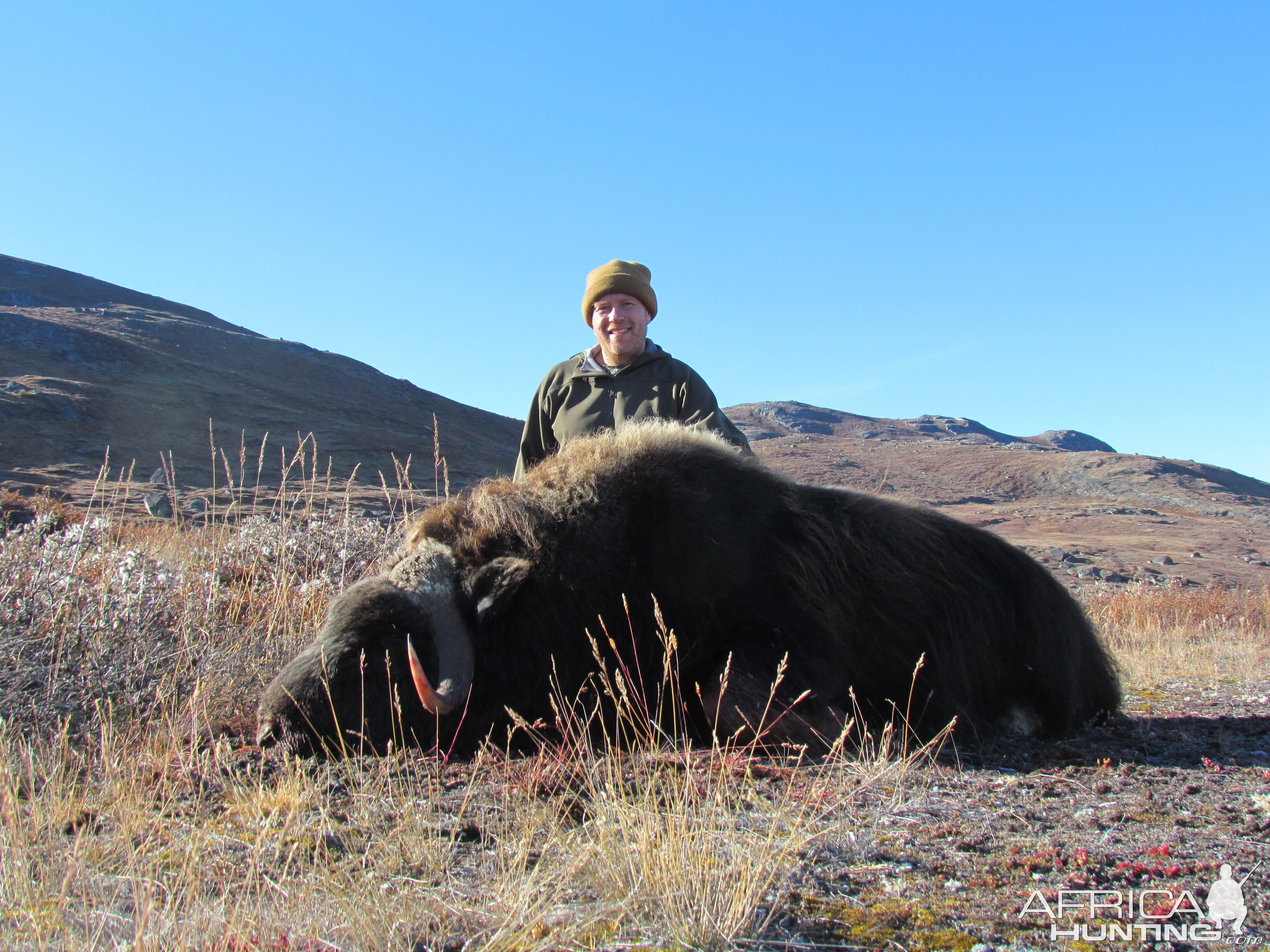 Greenland Hunt Muskox