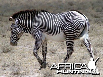 Grevy's Zebra (Imperial Zebra)