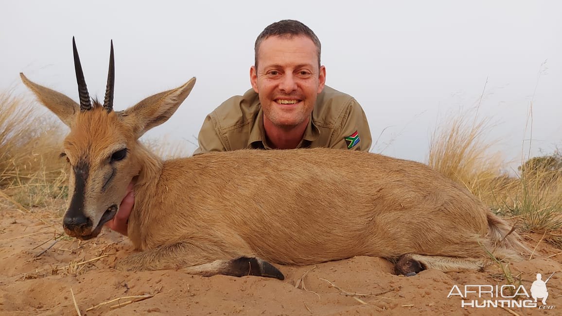 Grey Duiker Hunting Kalahari South Africa